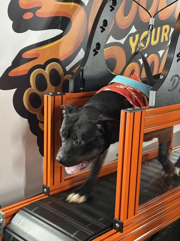 A black dog wearing a red bandana and a blue harness is walking through a pet treadmill. The treadmill has an orange frame and the background features colorful wall art with words and swirl designs.