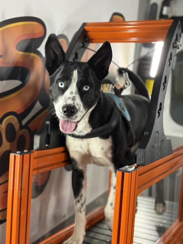 A black and white dog with striking blue eyes standing inside an orange and black grooming or assembly station with a happy expression, tongue out, in front of a colorful background.