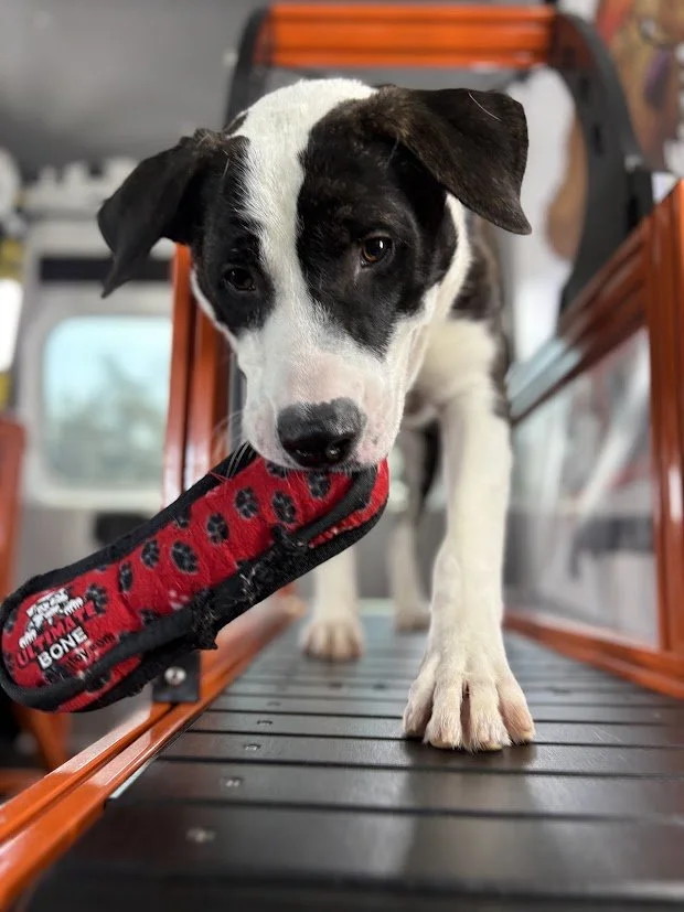 A black and white puppy playing with a red squeaky toy on a treadmill.