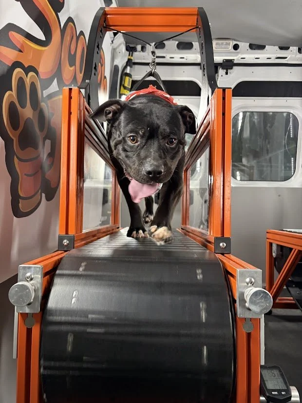 A black dog with a pink tongue hanging out walking on a treadmill inside a mobile dog grooming van.