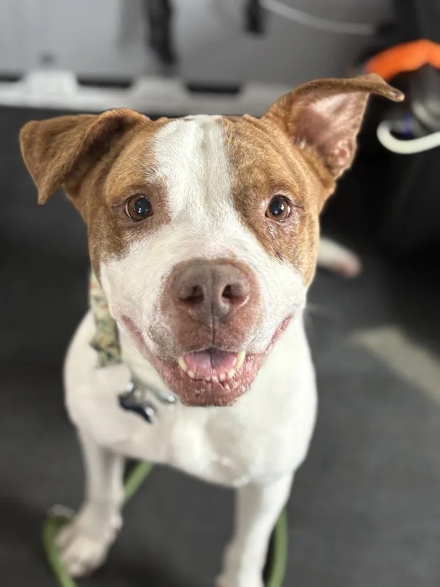 Close-up of a happy mixed breed dog with brown and white fur, sitting on a green leash inside a vehicle.