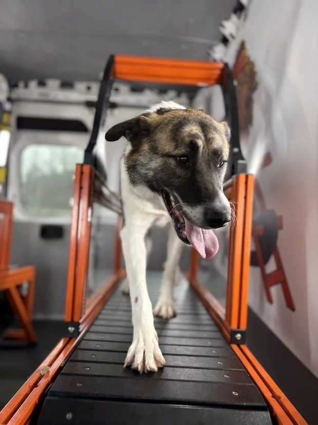 A dog walking on a treadmill inside a vehicle, possibly for training or exercise, with the dog looking ahead and tongue out.