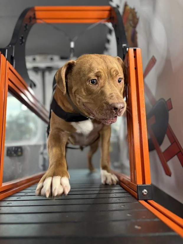 A brown and white puppy walking on a treadmill with orange side panels.