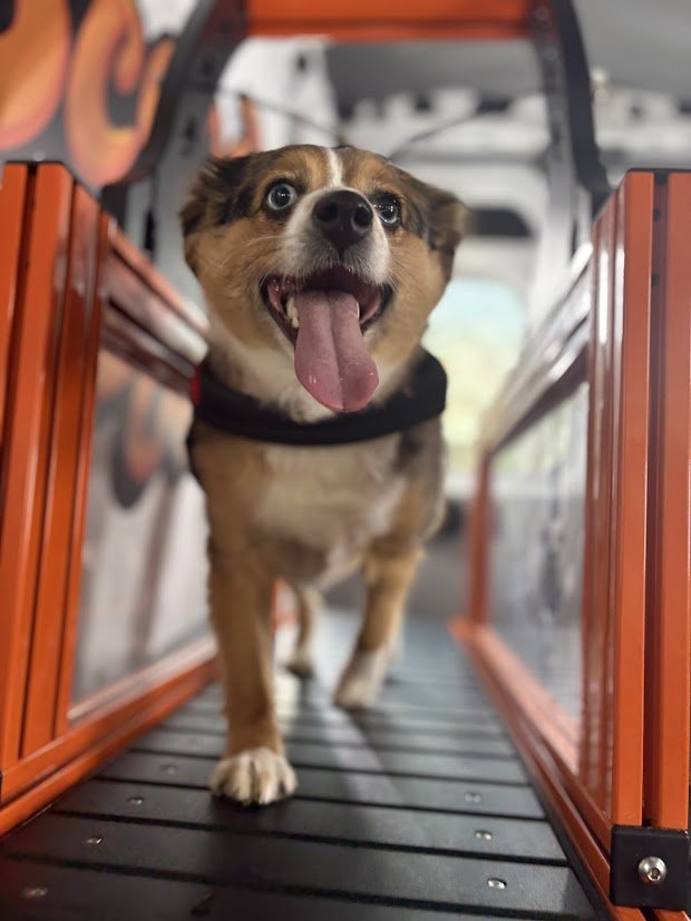 A small brown and white dog with big eyes and tongue hanging out, inside a pet carrier on a bus.