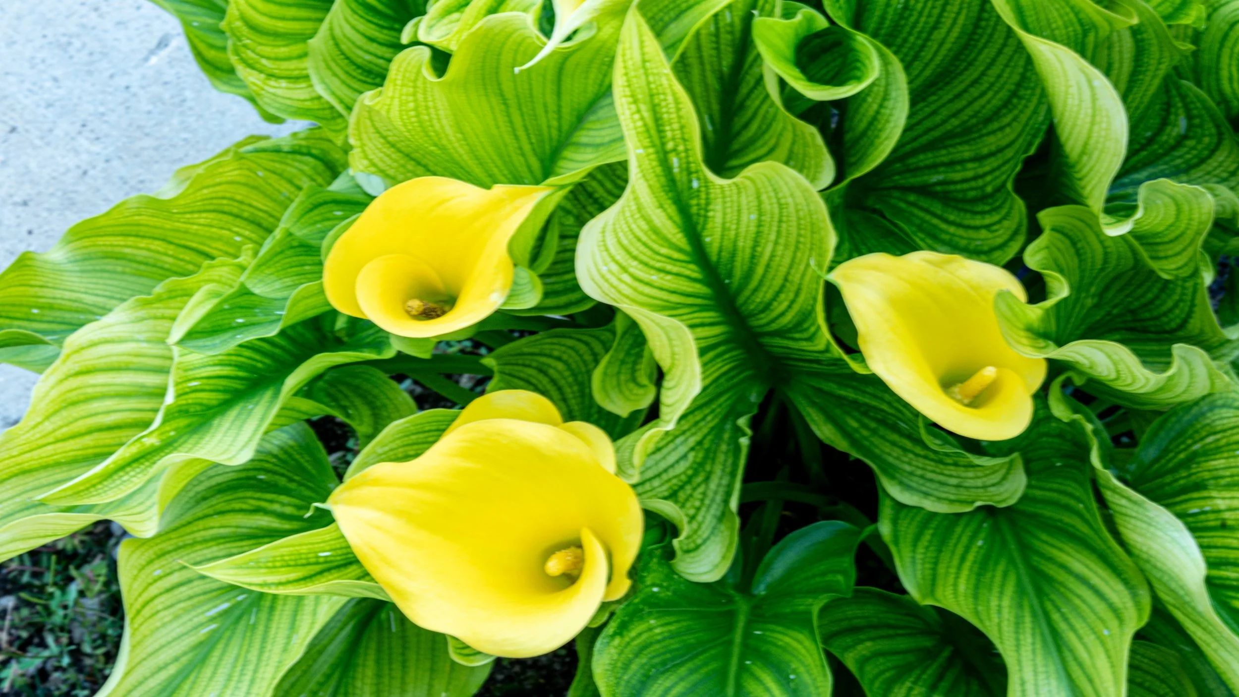 Today is our 15 year anniversary. So many things in our world lose value as time goes by. My relationship with Kandi Botello has only grown stronger, deeper, safer, and more beautiful as we age together. We planted these calla lily's three years ago 