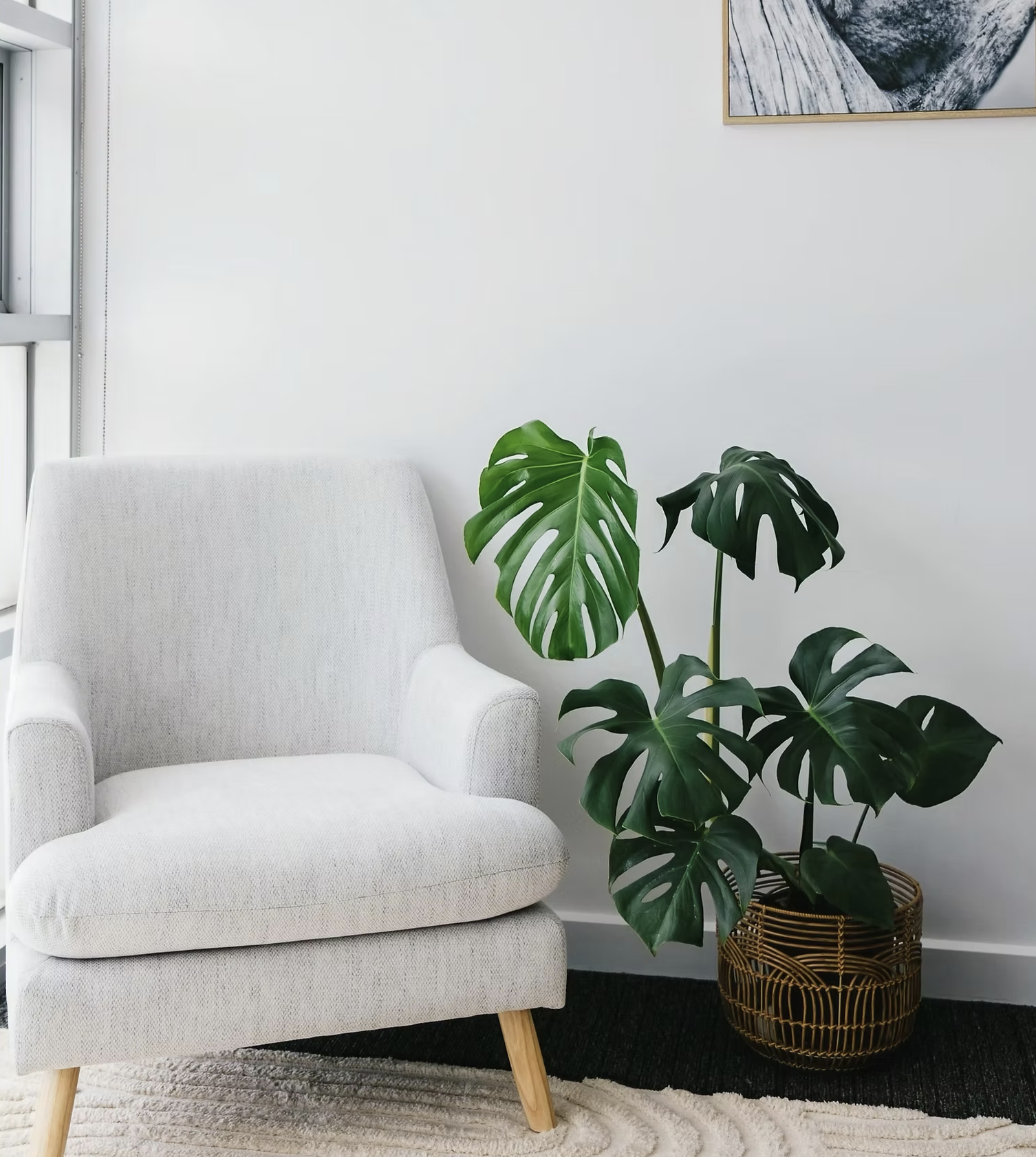 A white upholstered armchair with wooden legs next to a large houseplant with big green leaves in a bamboo basket, positioned against a plain white wall with a framed monochrome photograph hanging on it.