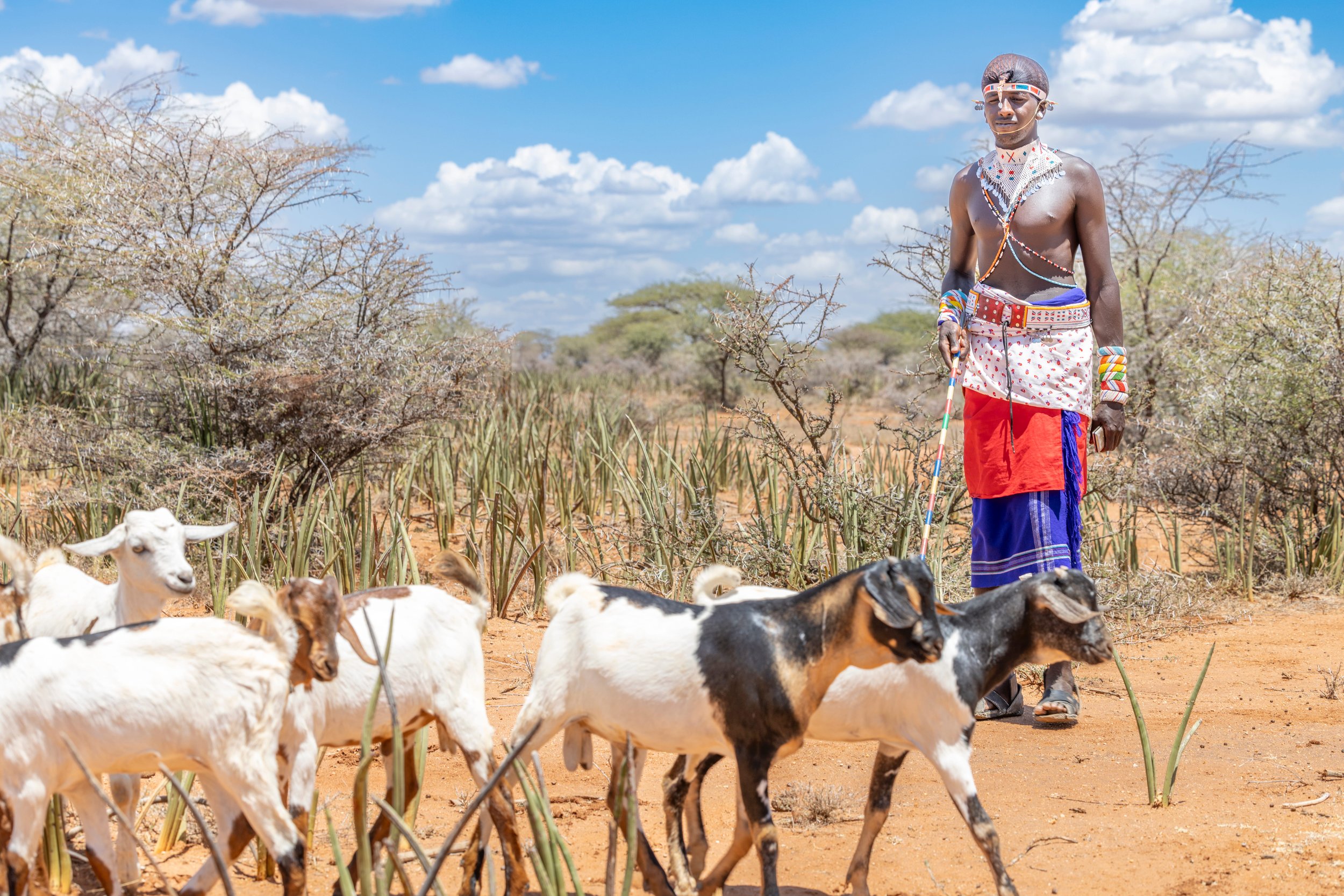 Pilot Insights | Scaling Up Anticipatory Cash Transfers pilot for pastoralists in Kenya