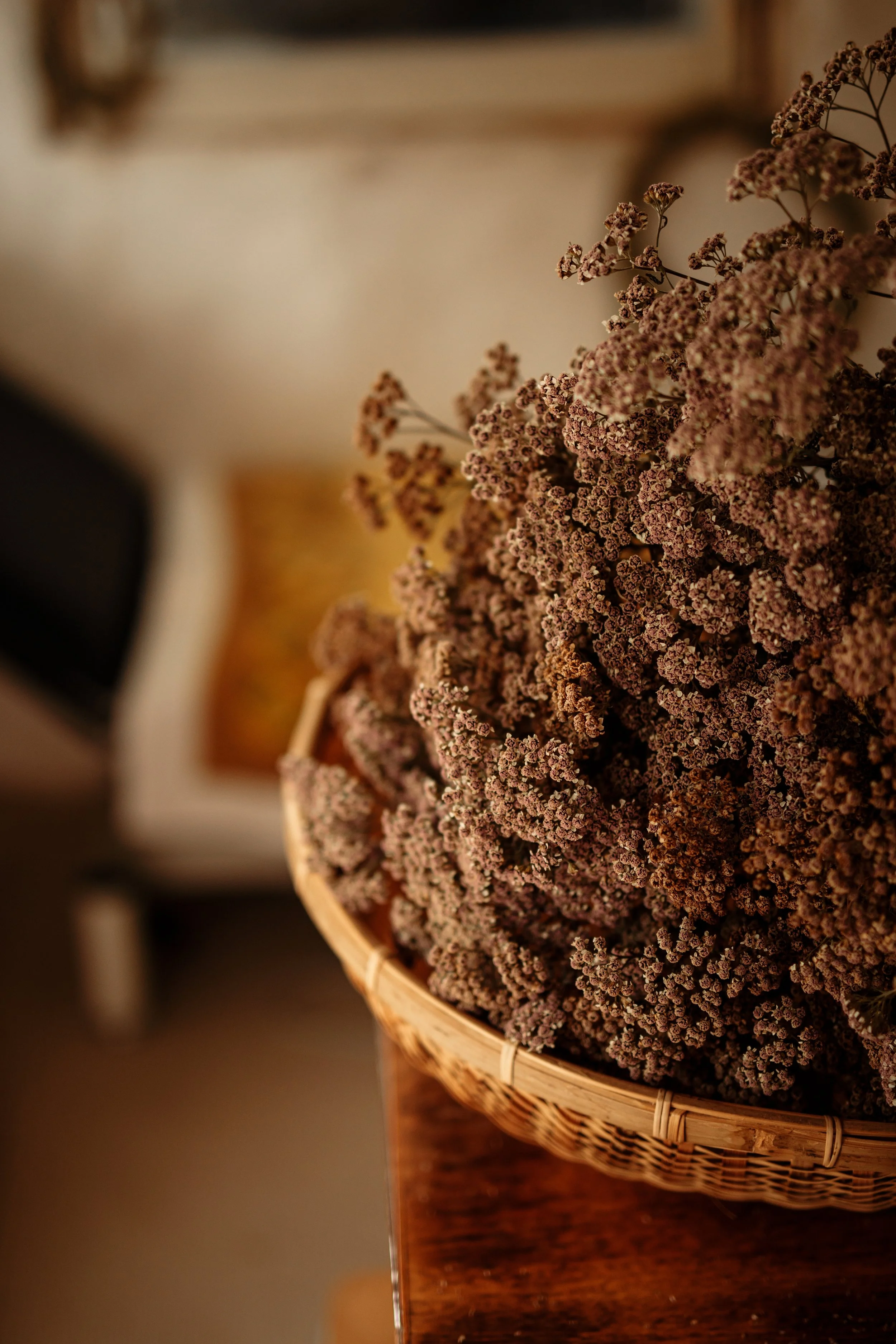 Yarrow by Ness Vandeburgh Photography https://www.nessvphotography.com/
