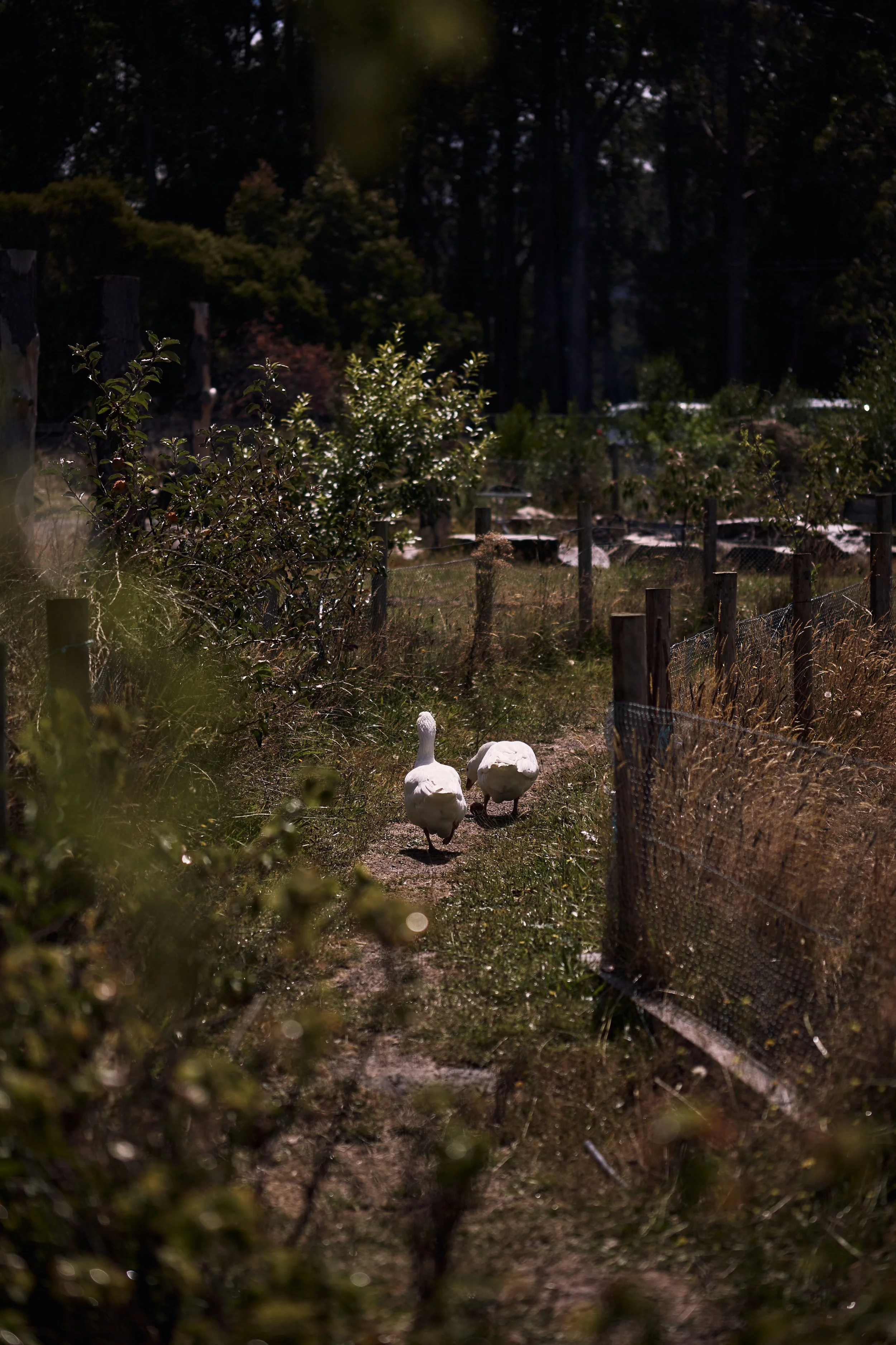 Magical_Farm_Feb_2025177.jpg