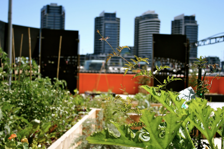 Urban Reforestation garden on the wharf of the Docklands - a concrete slab brought to life.