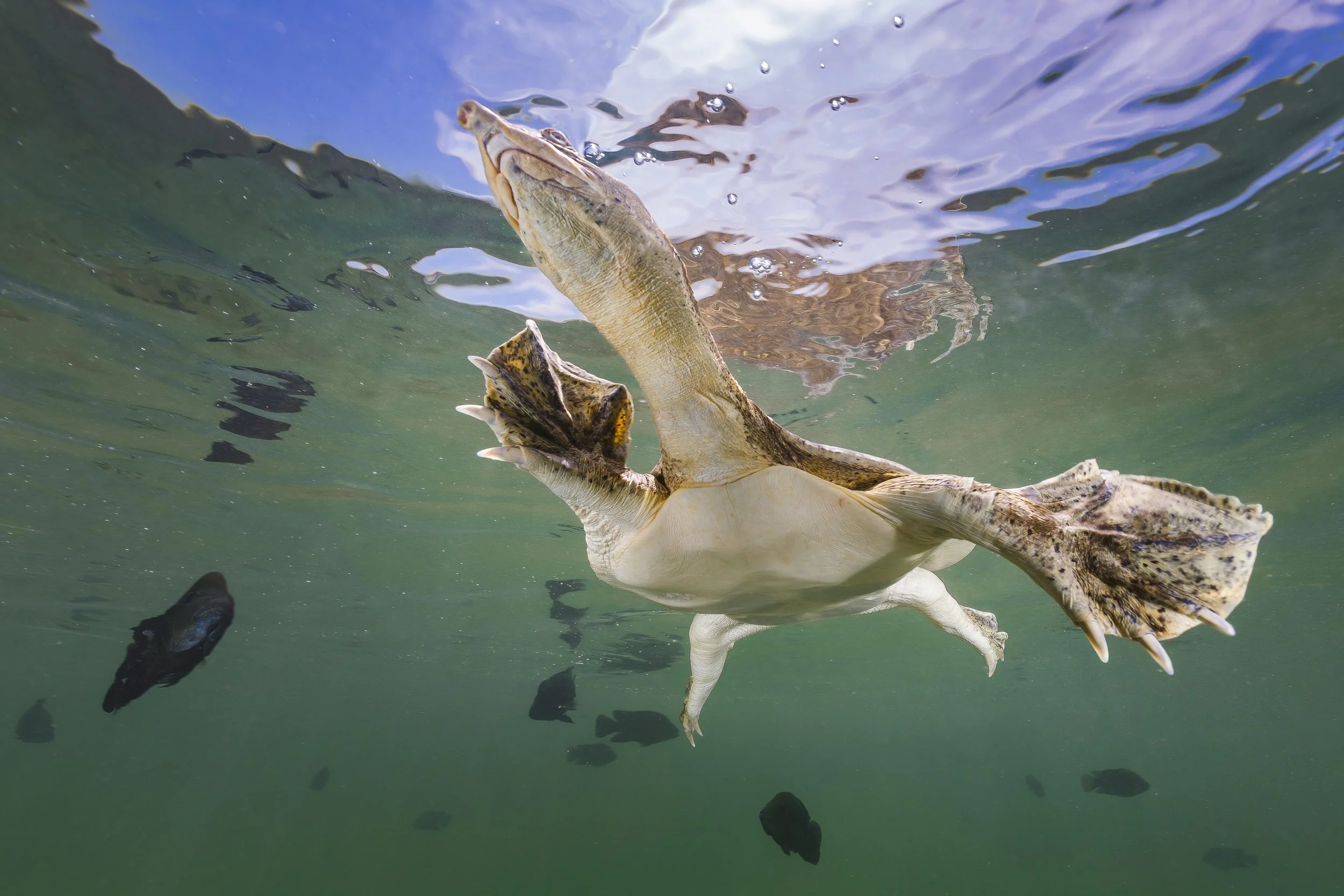 Reintroducción y Monitoreo de Especies Nativas
