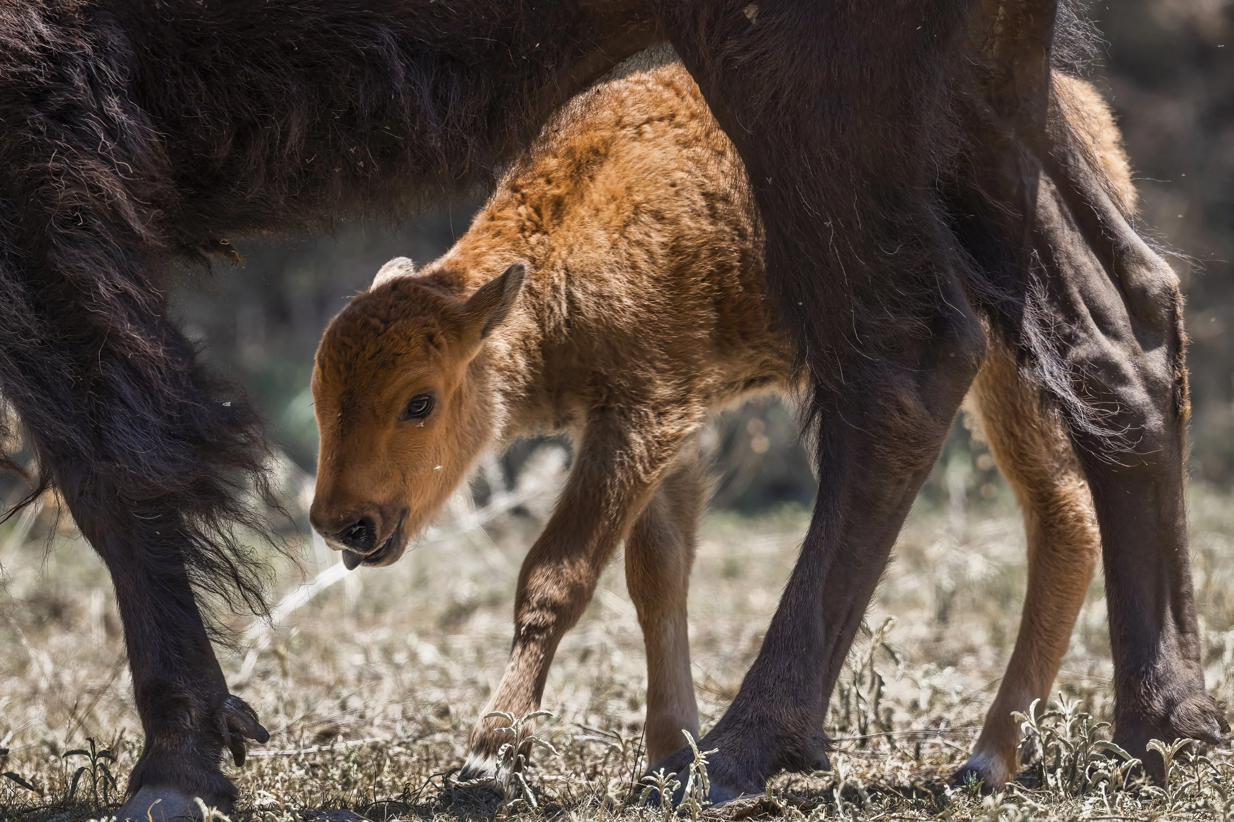 Reserva ecologica “El Santuario”