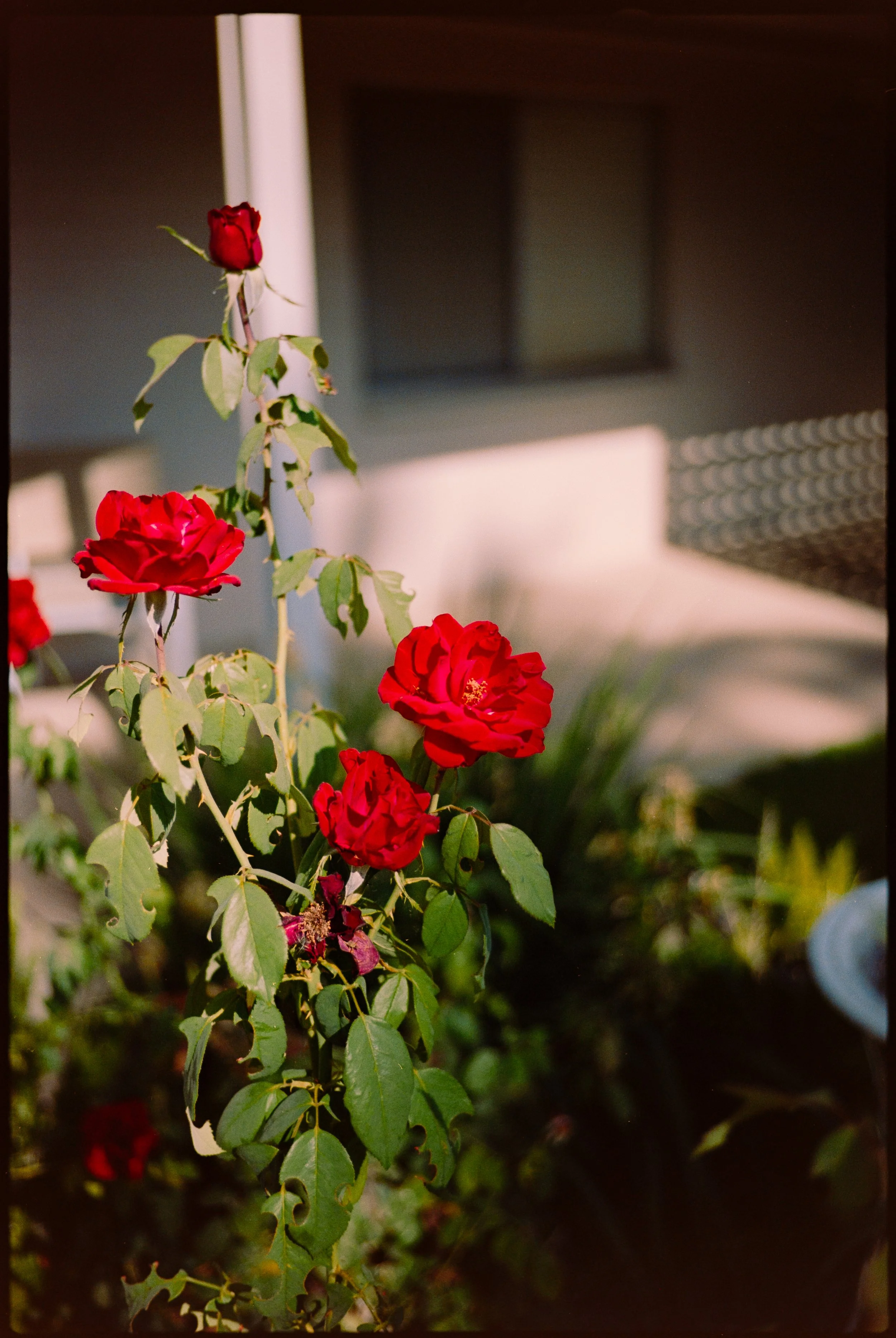 POPS8103.jpg