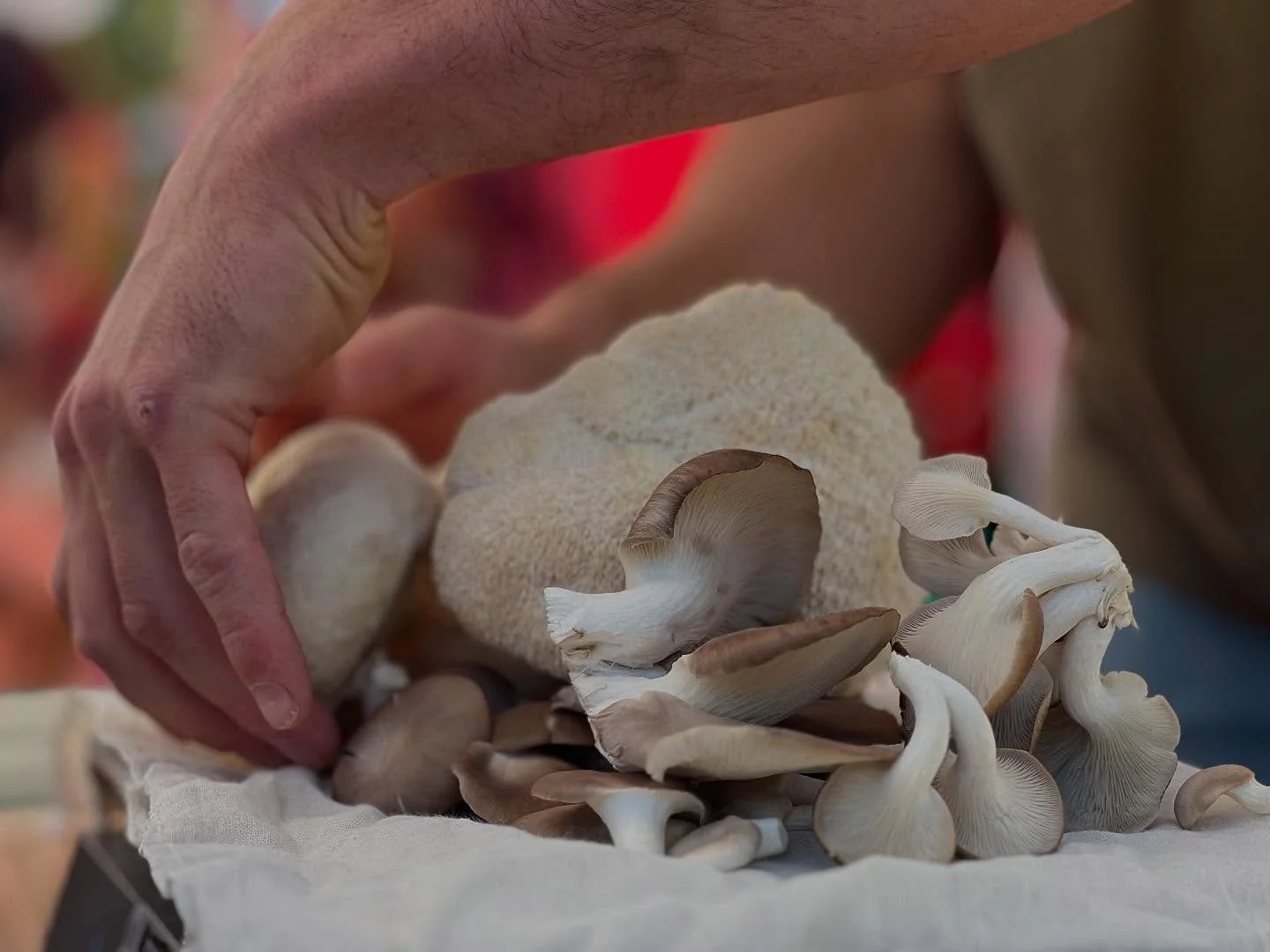 SOLD OUT 🚫 

First farmers market was a success. 

We sold over 14 pounds of mushrooms which is the result of decomposing over 200 pounds of limbs and treetops of small diameter Douglas firs that would have remained in the forest to fuel the next ca