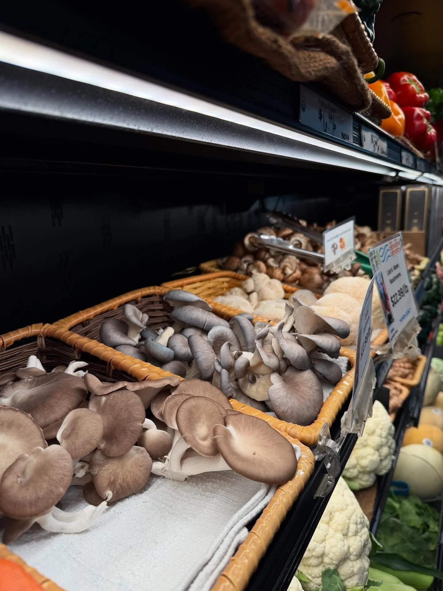 Fresh Oysters this far from the sea down at the Feather River Food Cooperative (of the mushroom variety, of course)
&bull;
&bull;
&bull;In addition to the Lion&rsquo;s Mane that continues to be freshly stocked weekly