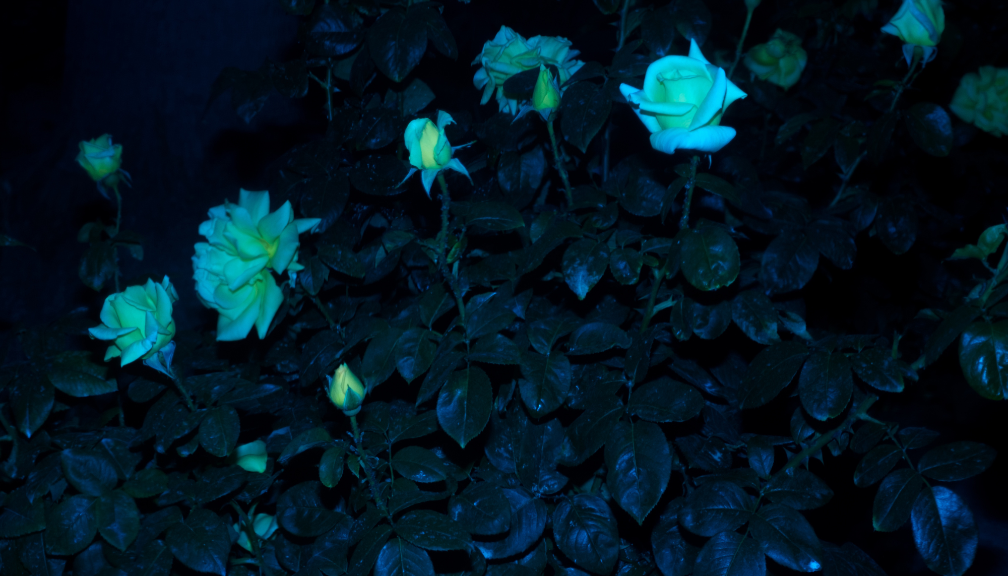Contact — Azure Bell