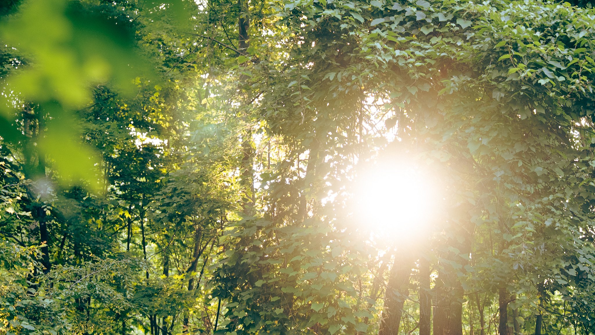Guided forest therapy session with ANFT-certified guide