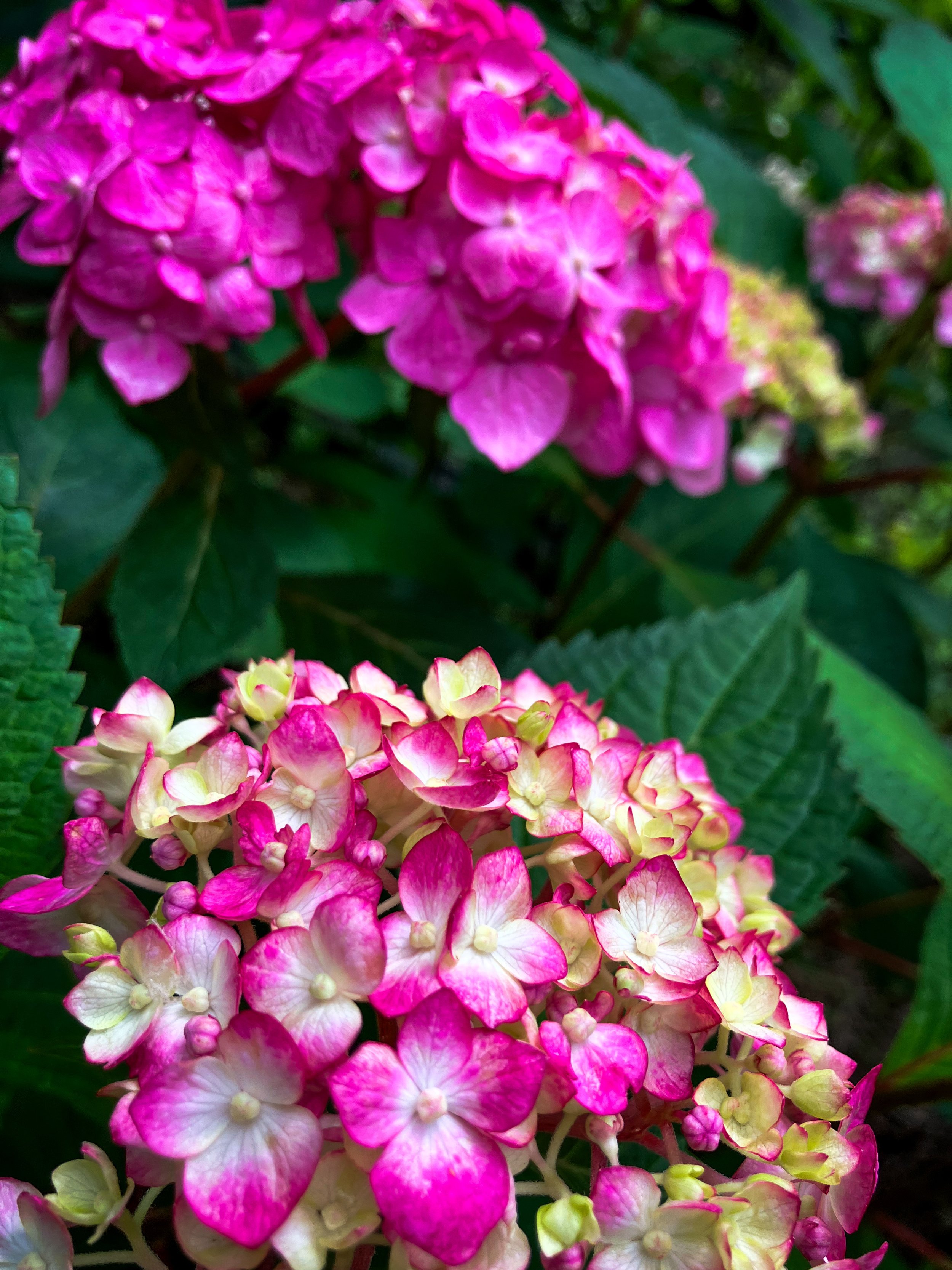 IMG_3193.jpeg