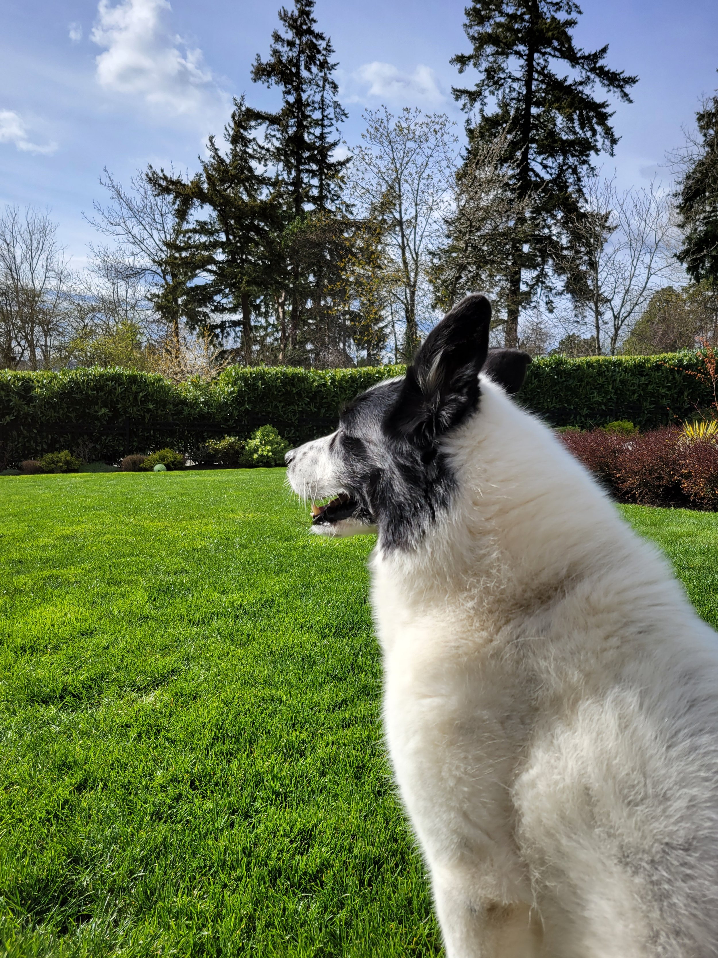 My Pup