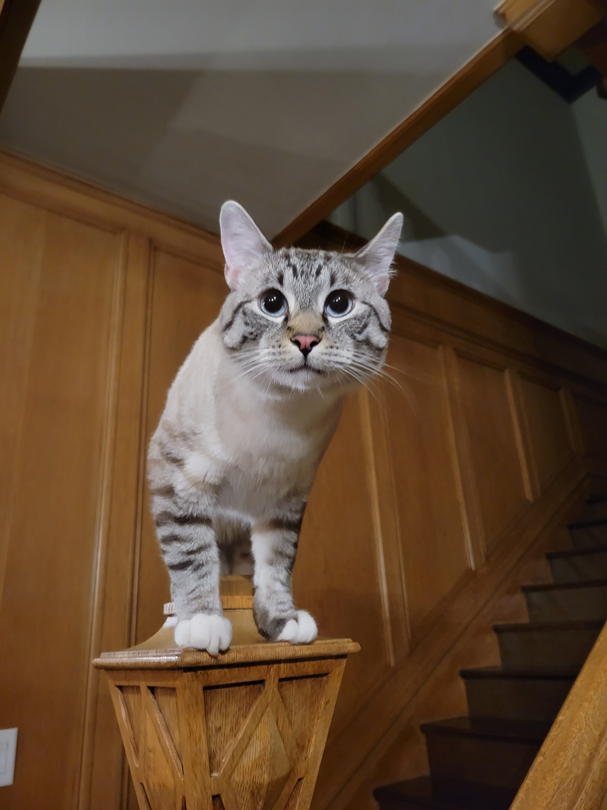 My Kitty