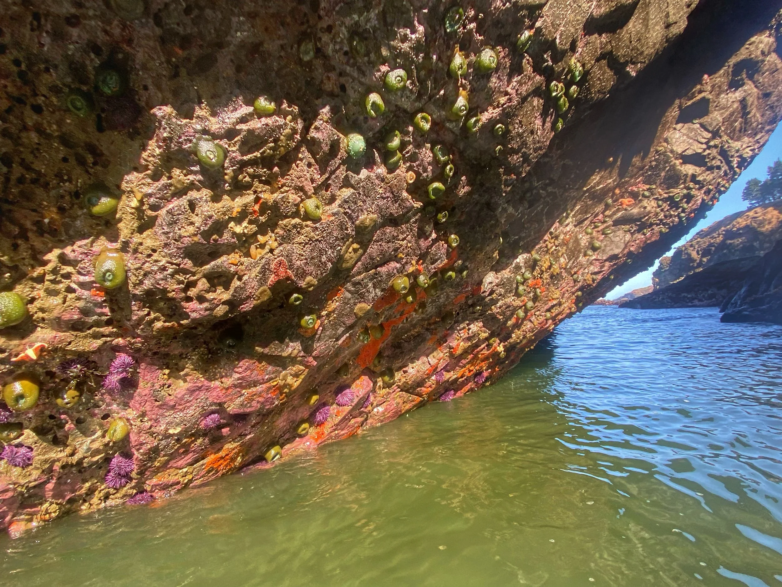 Tidepool Creatures.JPG