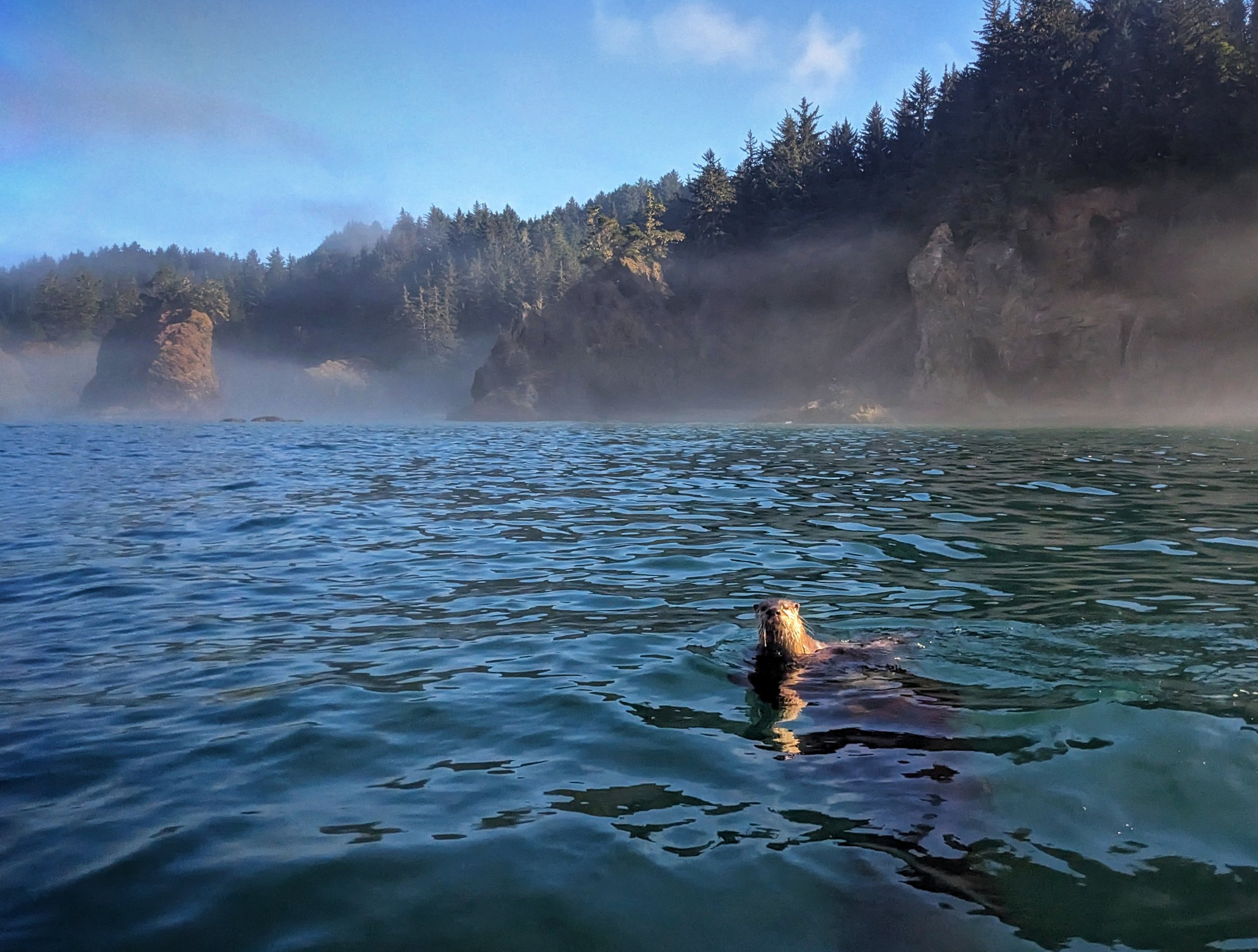 Oregon Otters.jpeg