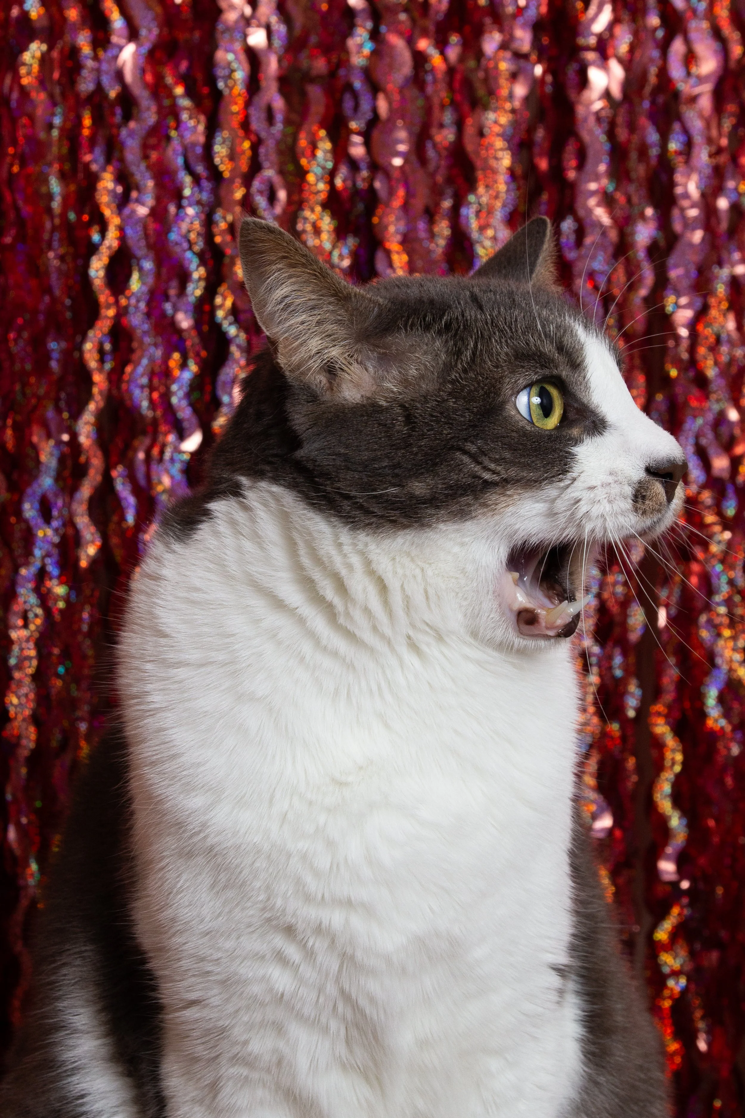 frederick holiday-3.jpg