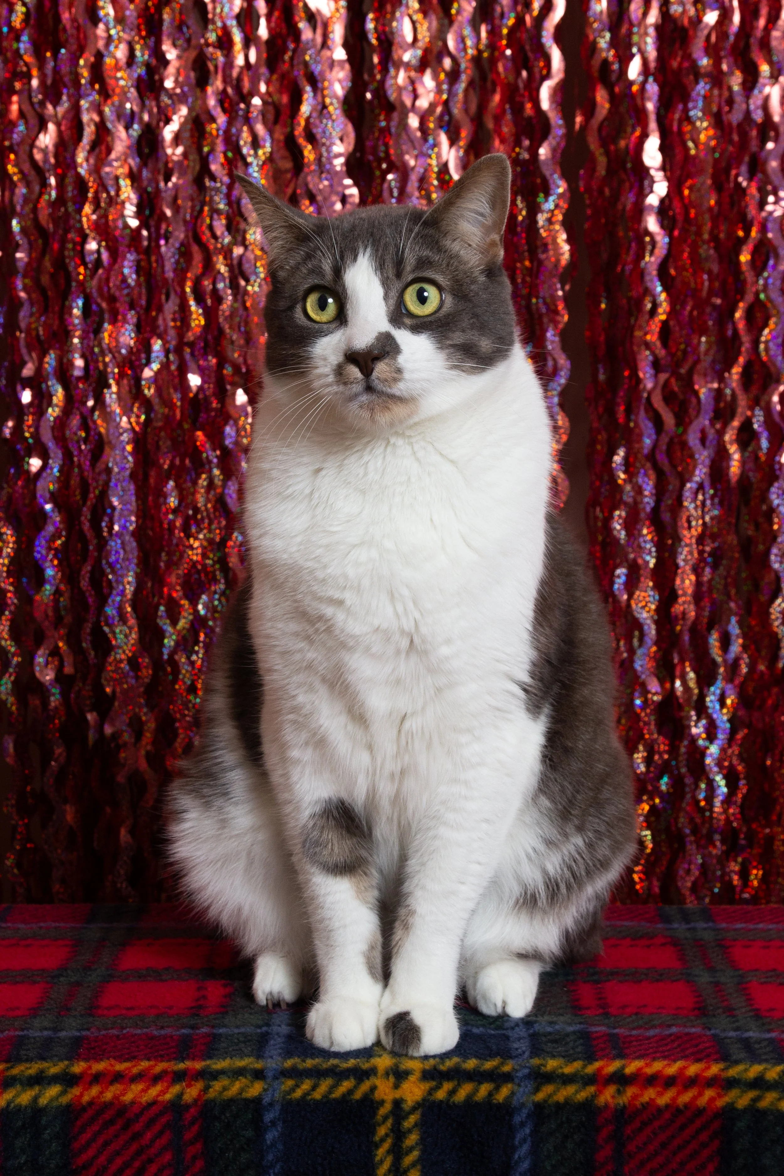 frederick holiday-4.jpg