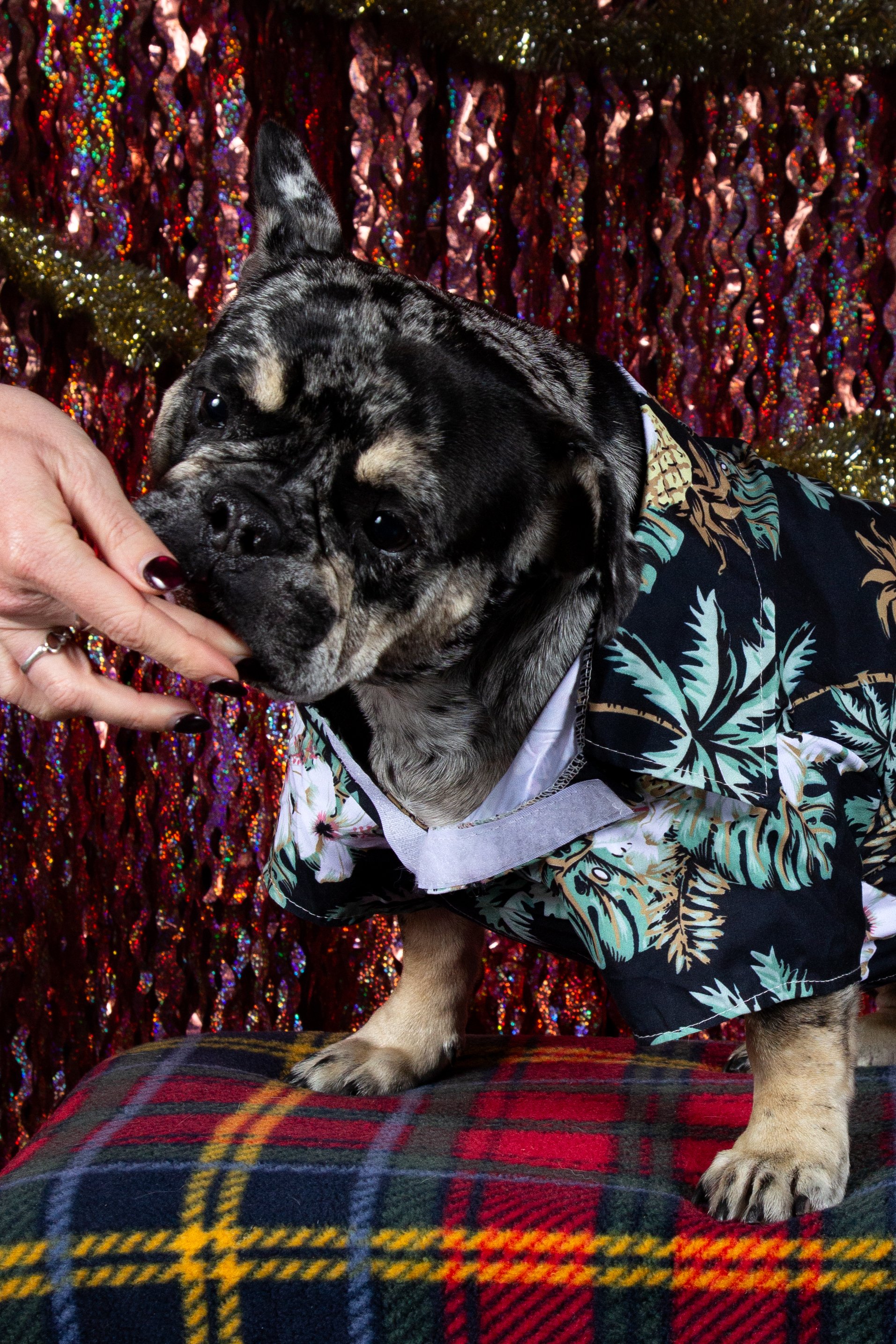 Holiday Portrait-2.jpg