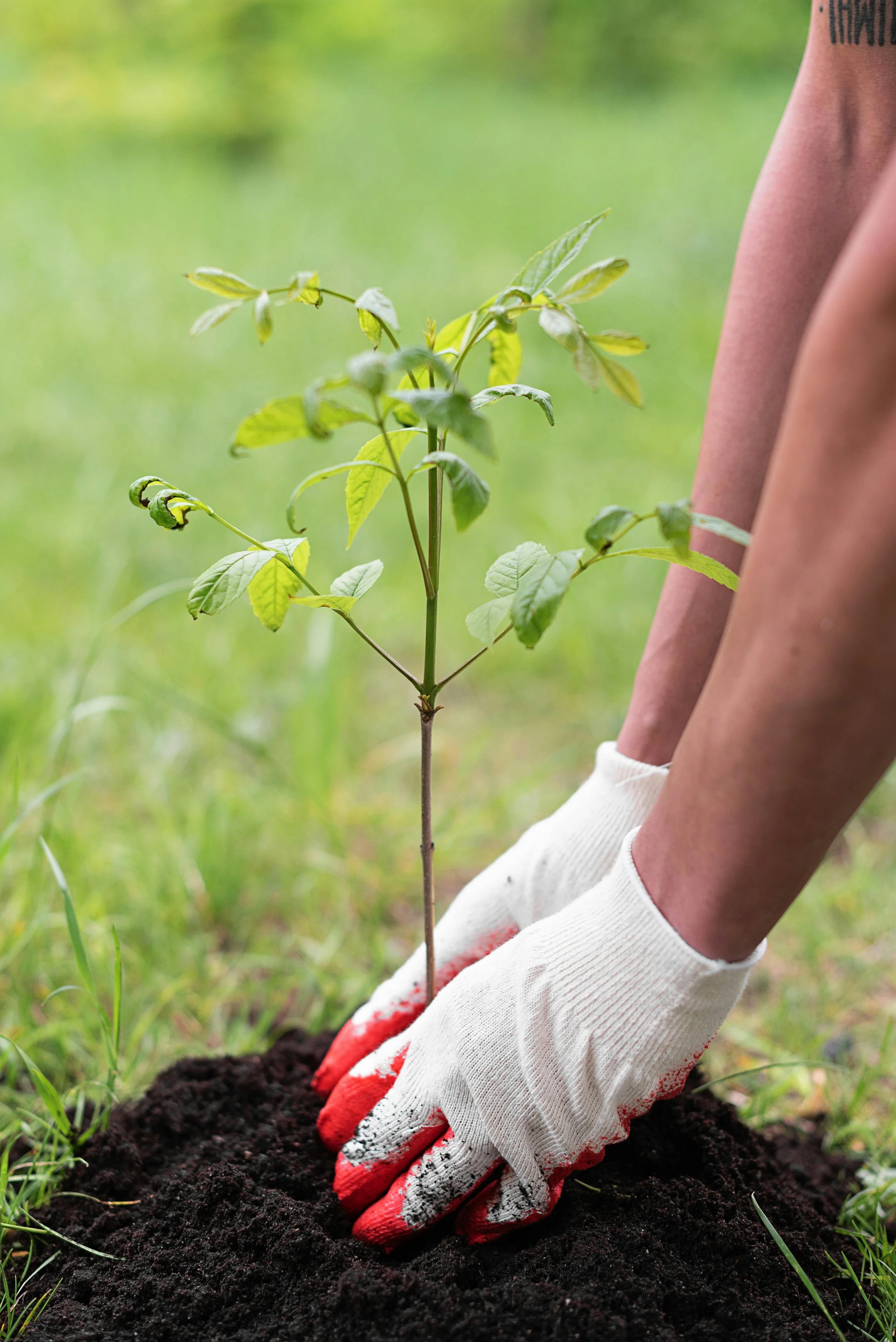 Tree Planting 