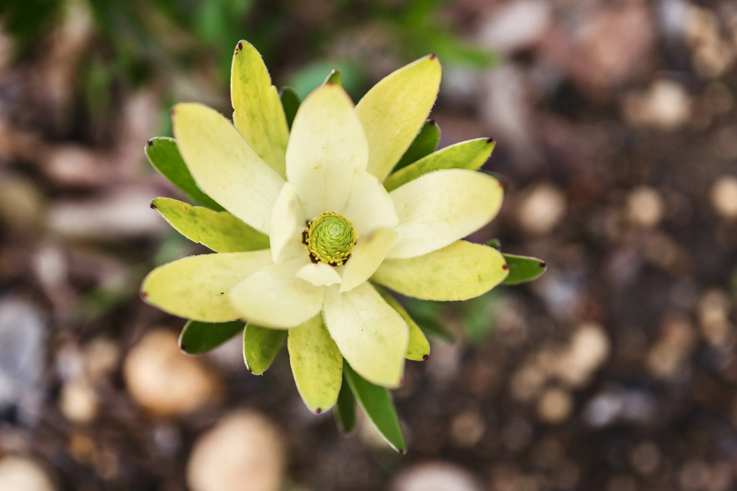 WHEL Consulting Perth – Workplace Systems, HR & Leadership Experts