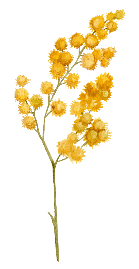 Dry yellow mimosa flower branch with multiple small fluffy round blossoms.