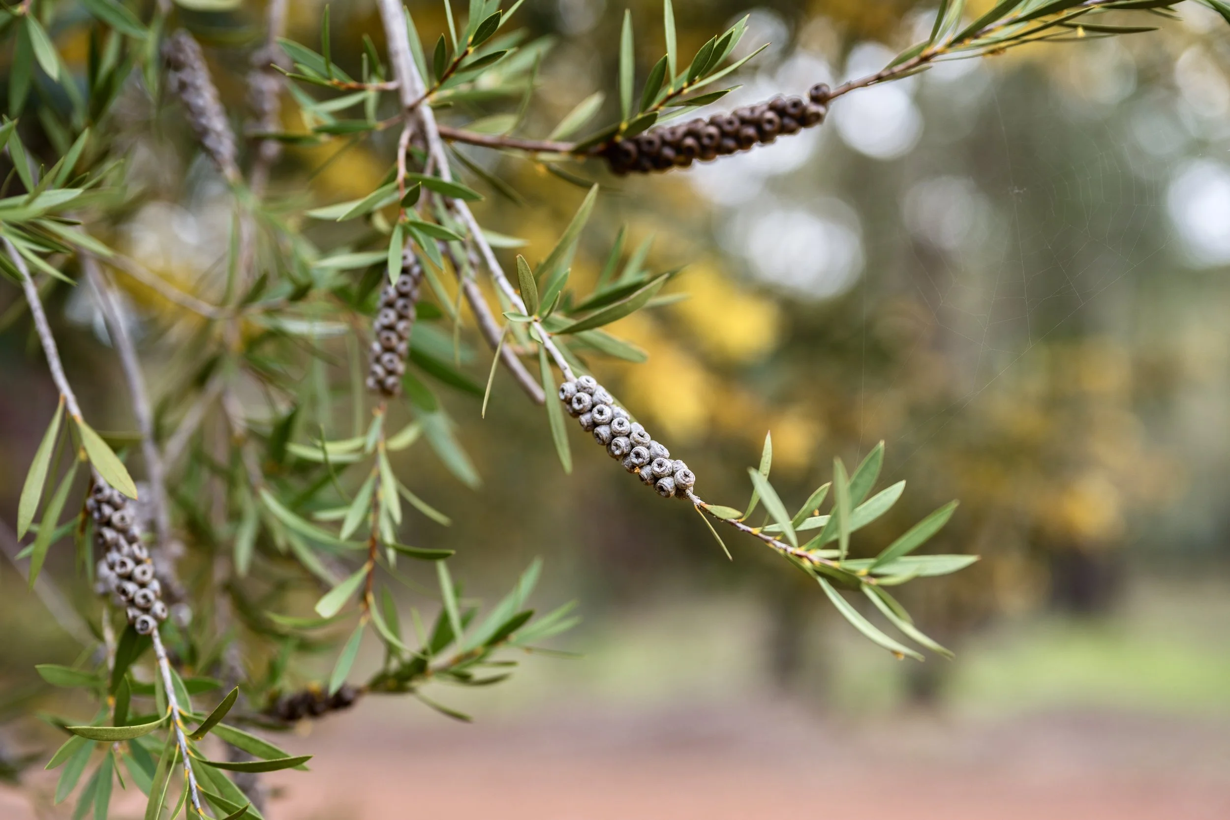 WHEL Consulting Perth – Workplace Systems, HR & Leadership Experts