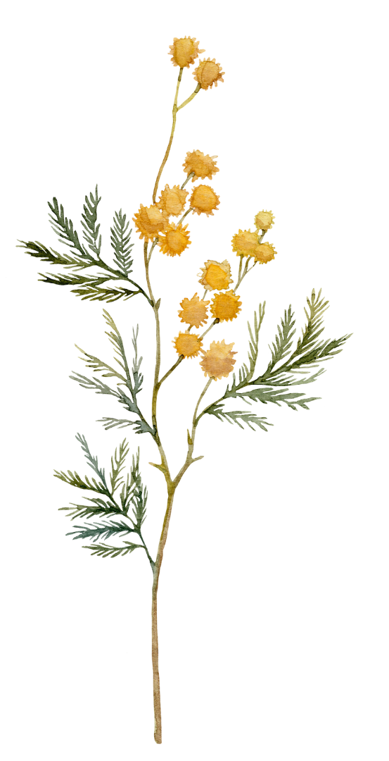 A sprig of yellow mimosa flowers with green fern-like leaves.