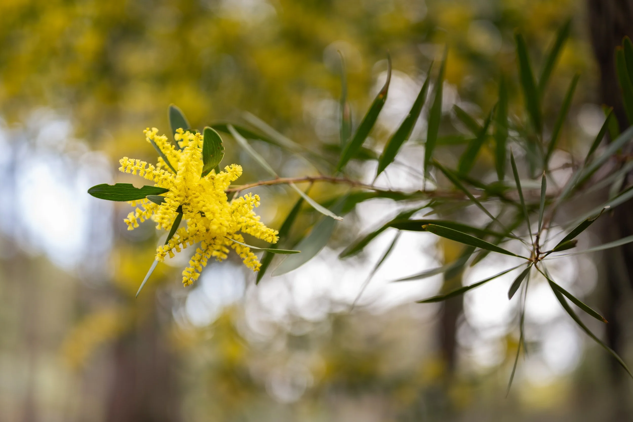 Contact WHEL Consulting Perth – Workplace Consultants WA