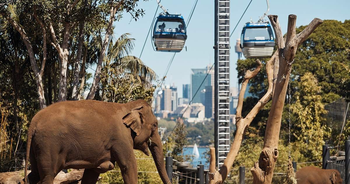 Taronga_photo_5.jpeg