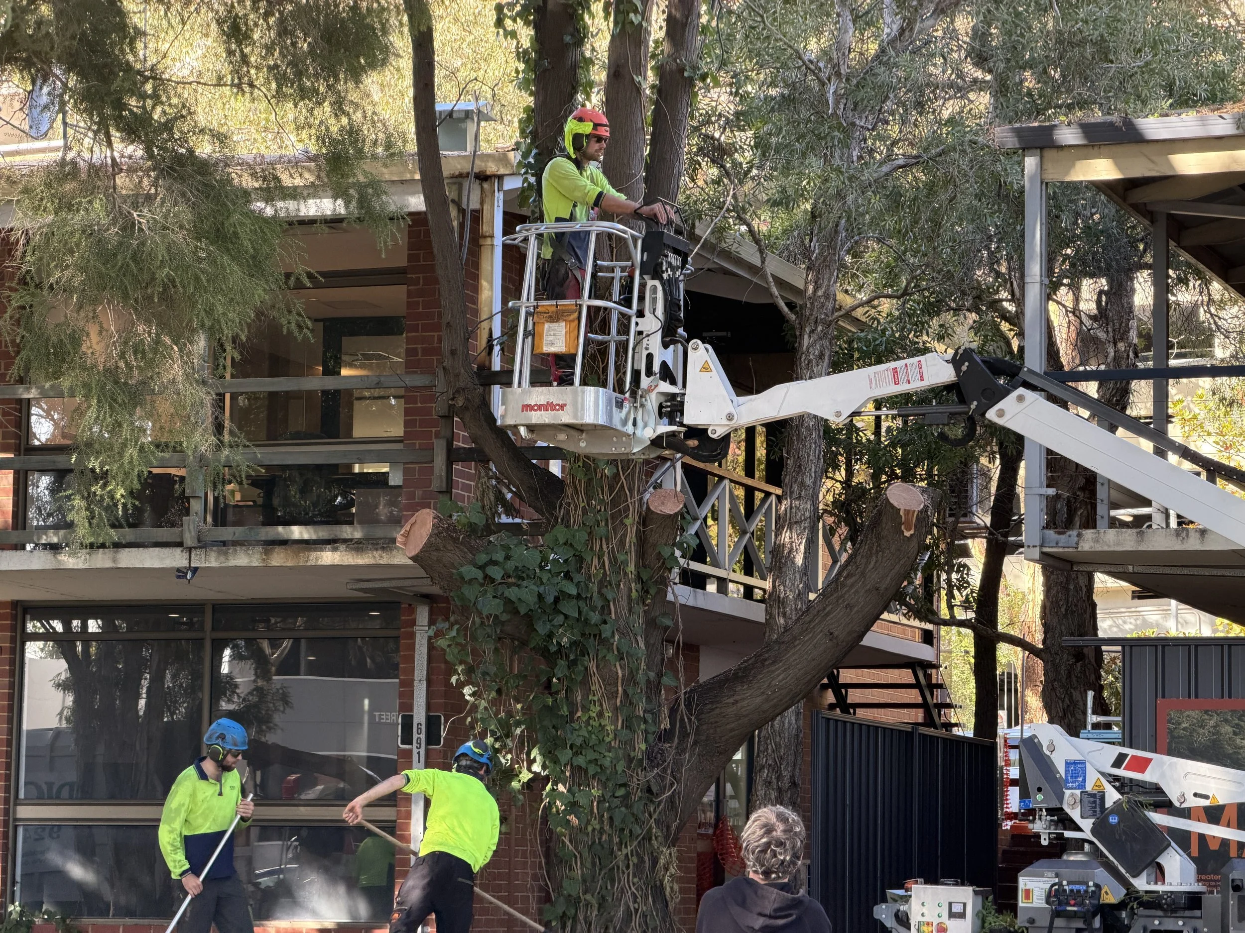 Tree trimming workers wearing helmets and safety gear using equipment to trim branches from a large tree near a building and power lines.