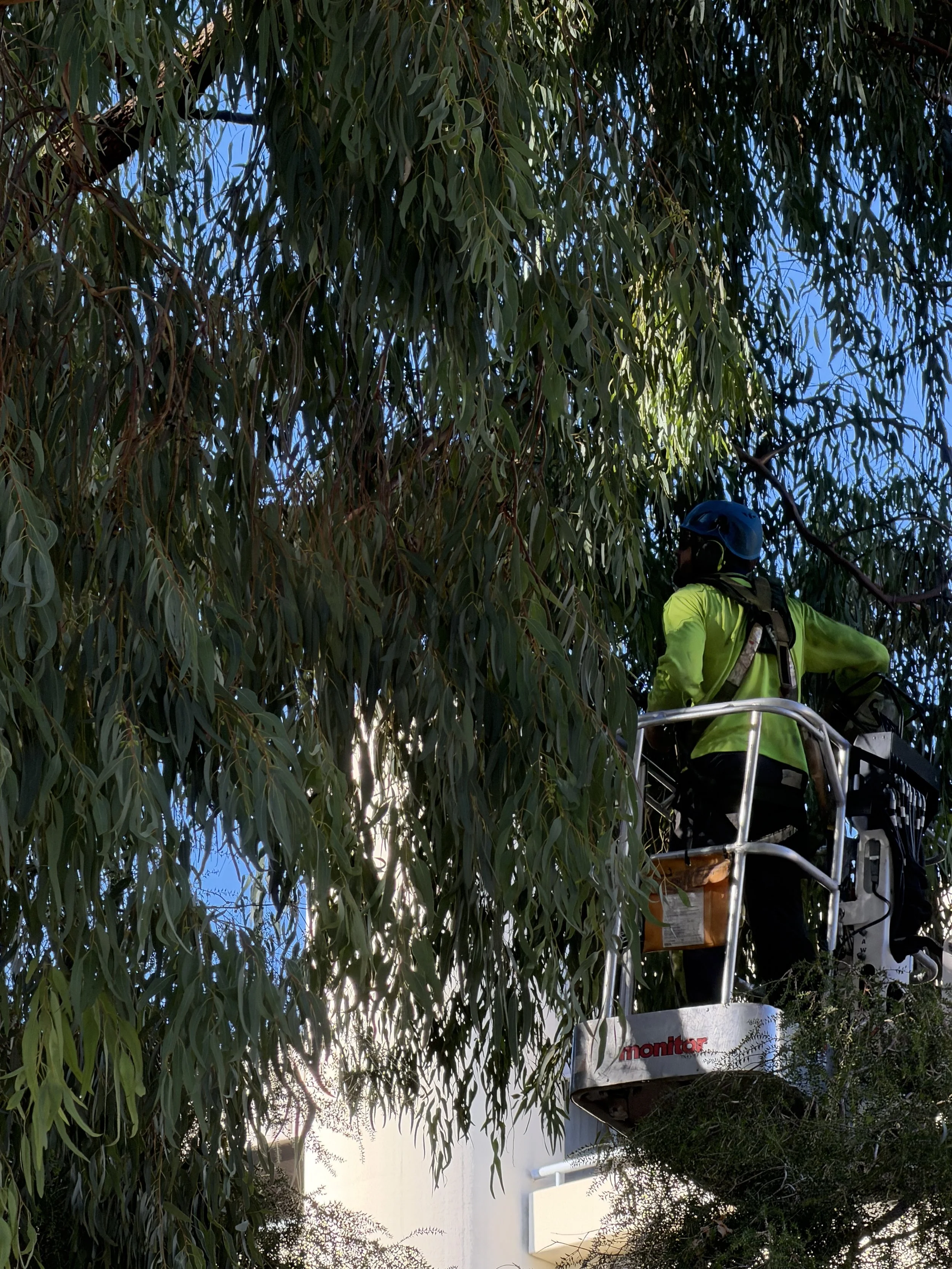 A worker in a bright yellow high-visibility jacket and helmet operating a cherry picker lift under dense greenery, with a white wall and some shrubs in the background.