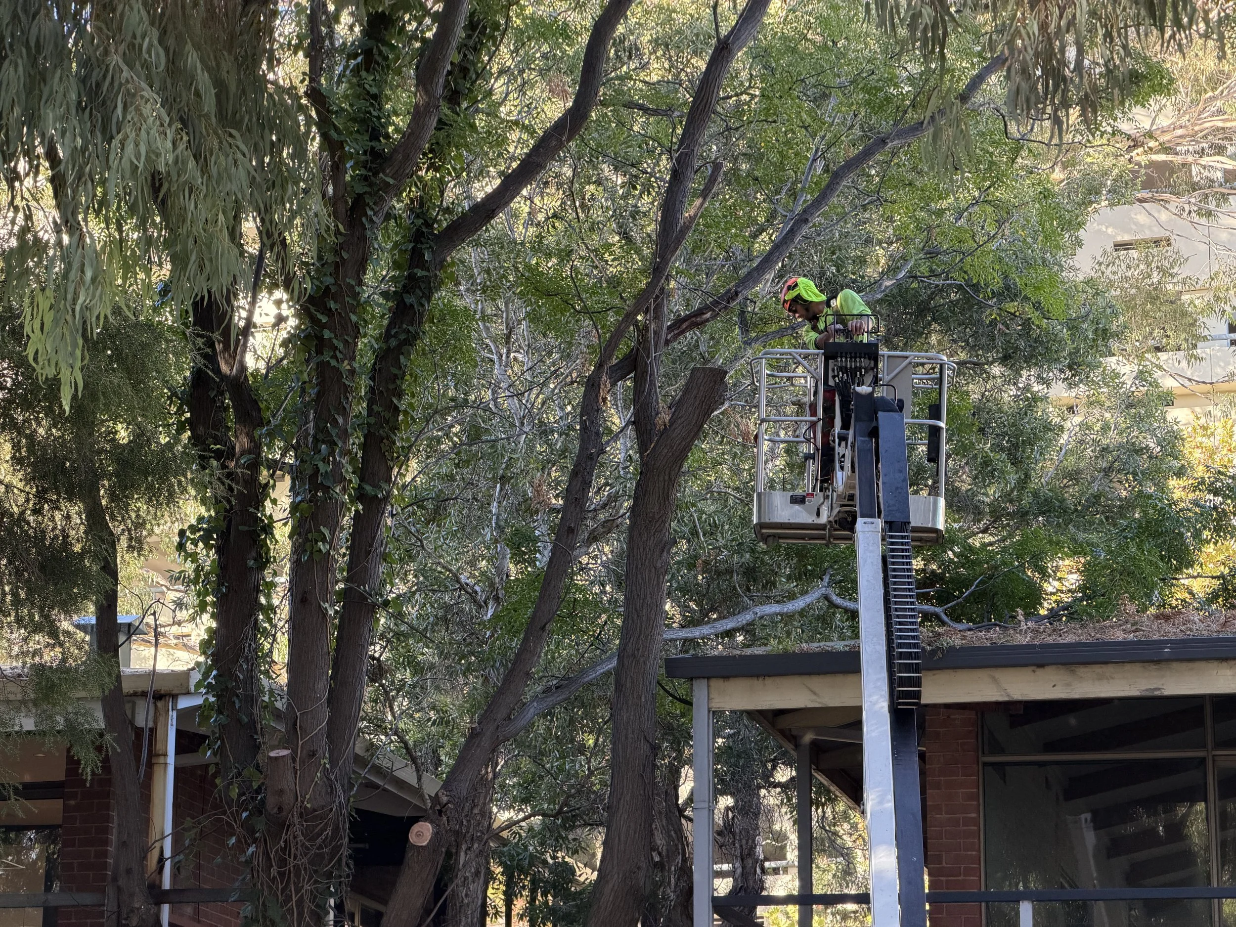 A person wearing a neon yellow safety helmet and neon yellow-green shirt working on trimming or inspecting trees from a lift in a residential area.