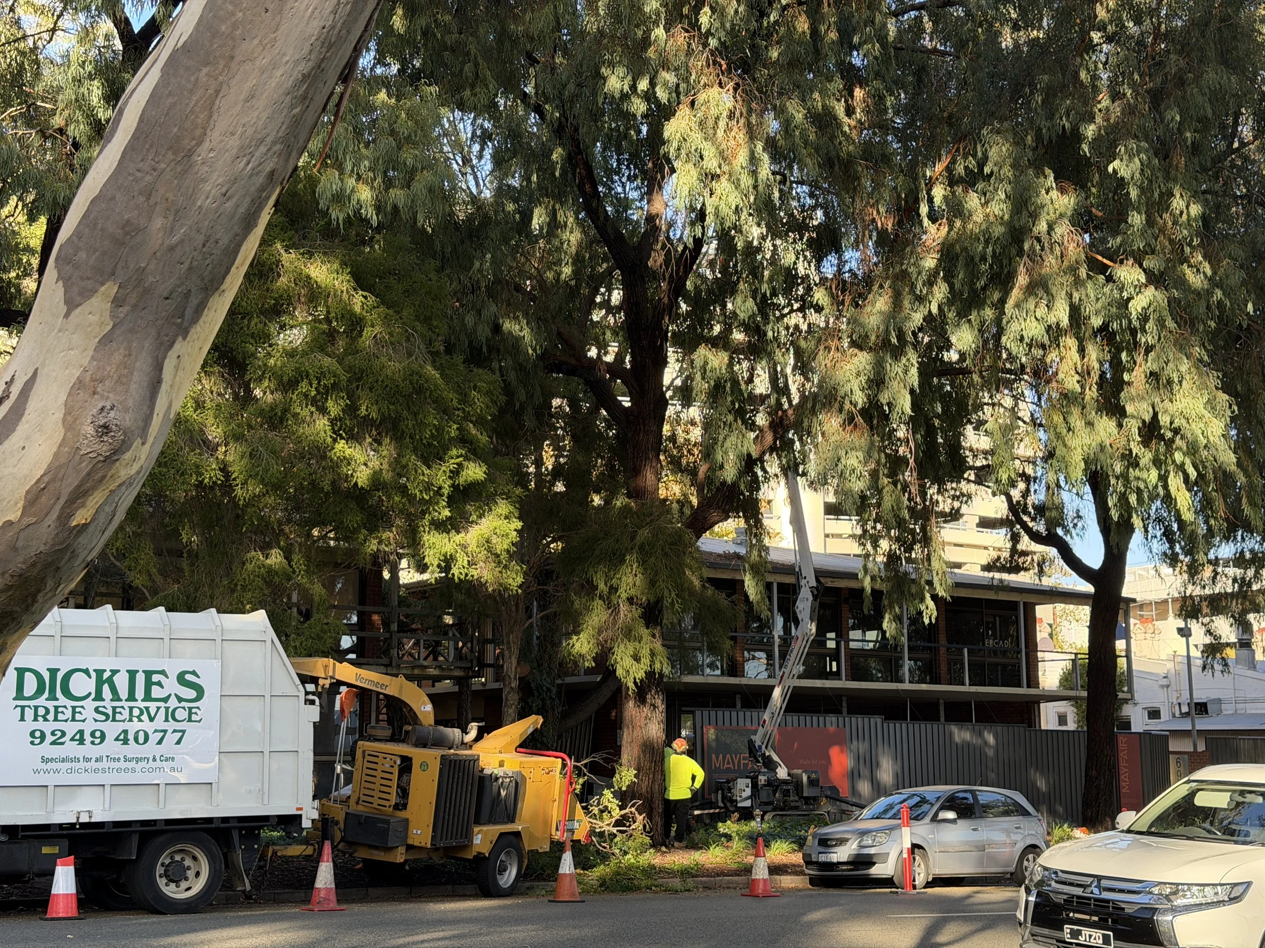Tree trimming crew working near a large tree in an urban area, with construction equipment and cones in the foreground.