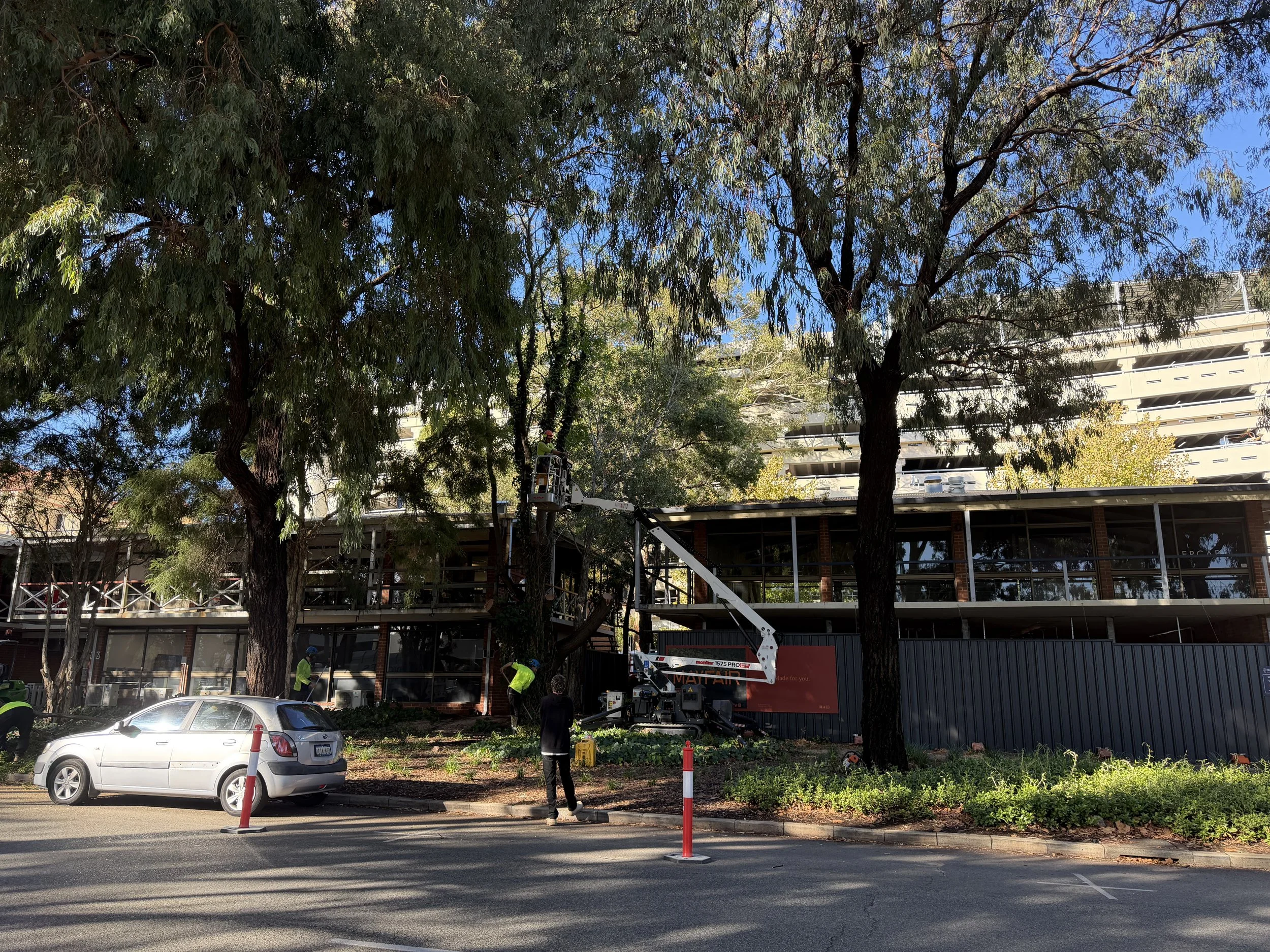 Workers trimming trees on a lift in an urban area with a parked car on the street in front of a multi-story building.