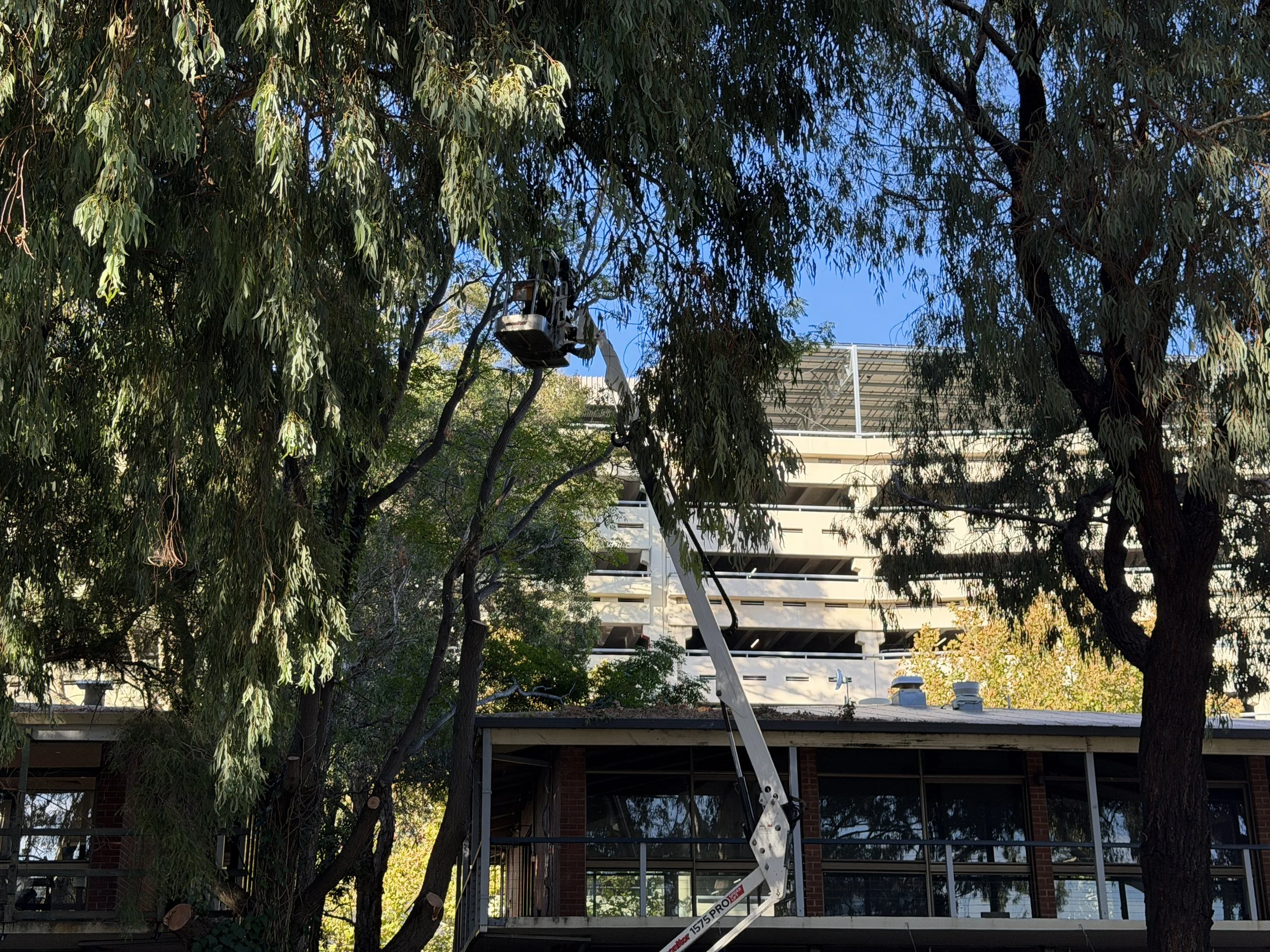 A cherry picker with an extended arm reaching towards the top of a tall leafy tree, near a multi-story residential building with a balcony and white railing, and a clear blue sky in the background.