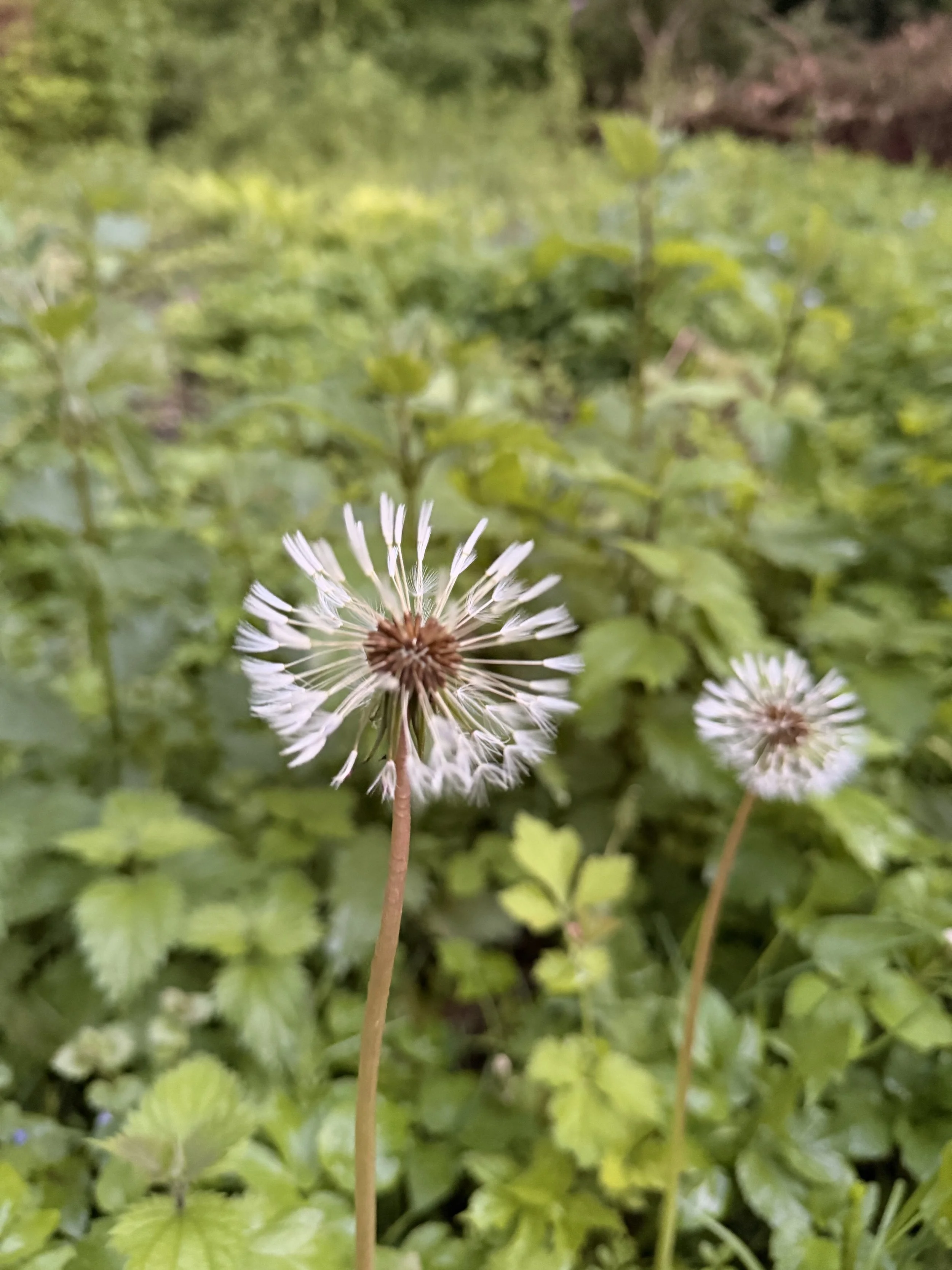 IMG_0340.jpeg