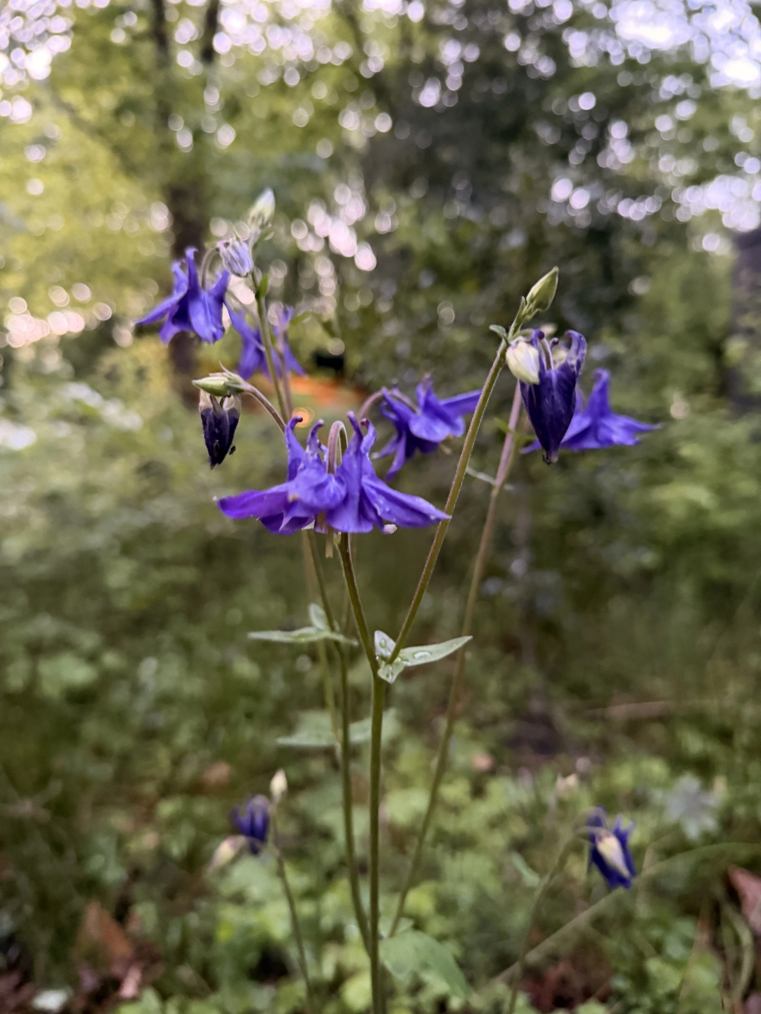 IMG_0337.jpeg