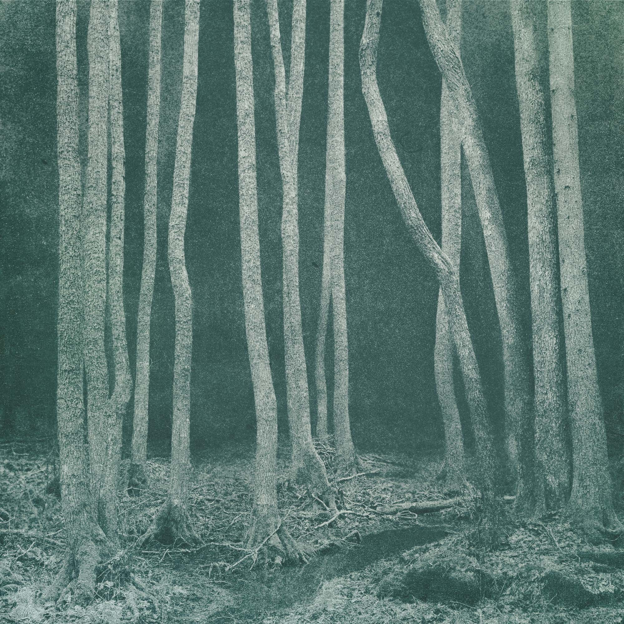 Untitled (Terra Verde), 2025, Archival pigment print, Edition in three sizes
