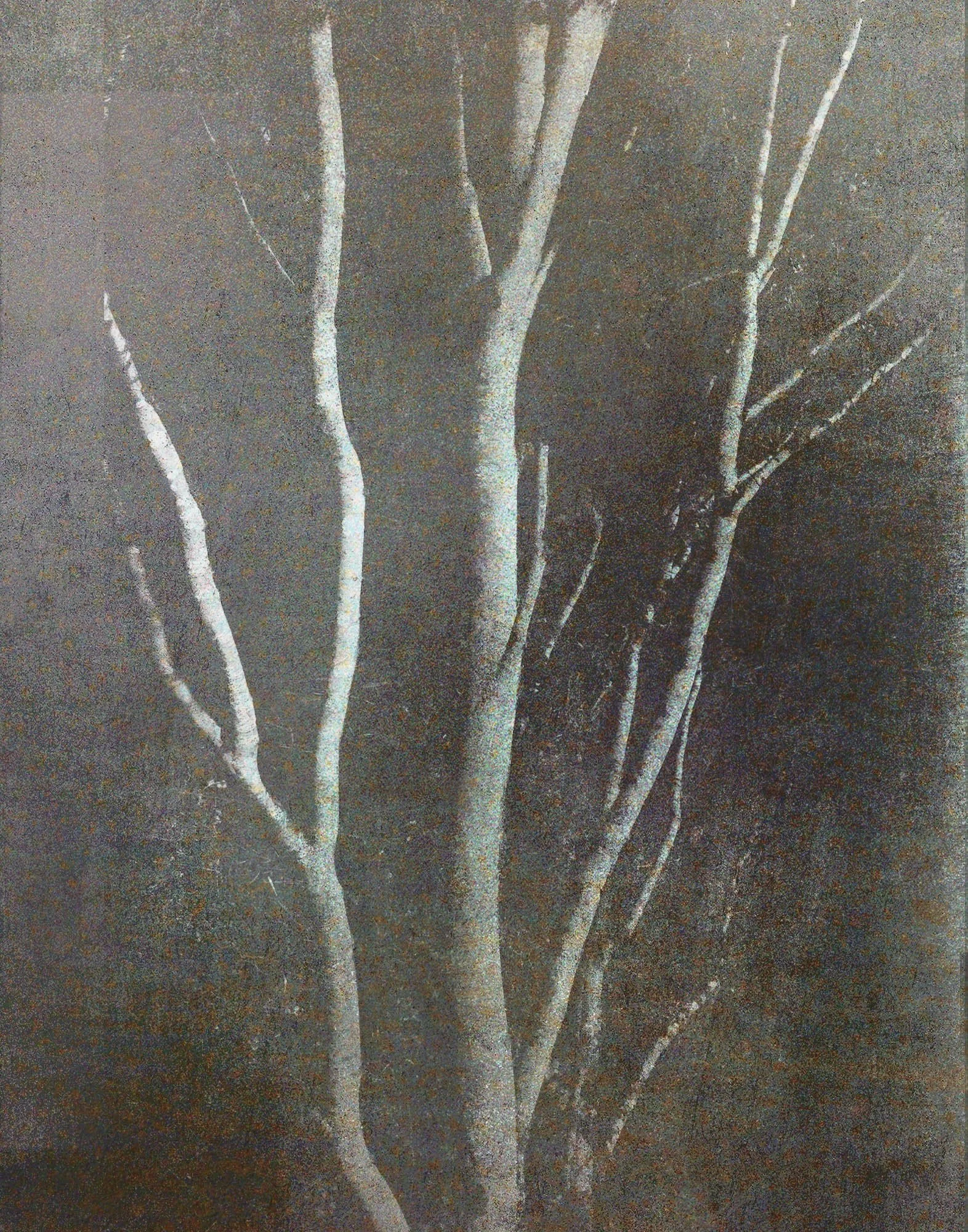 Untitled (1), 2026, Archival pigment print, Edition in three sizes