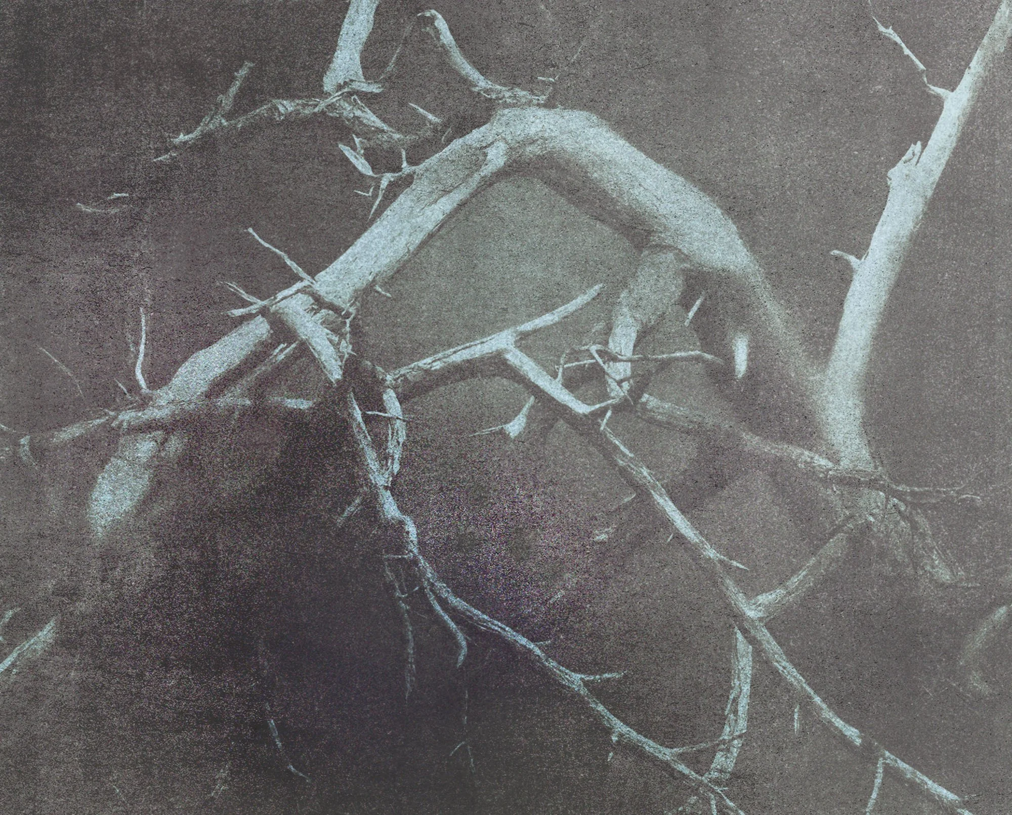 Untitled (The Variation), 2026, Archival pigment print, Edition in three sizes