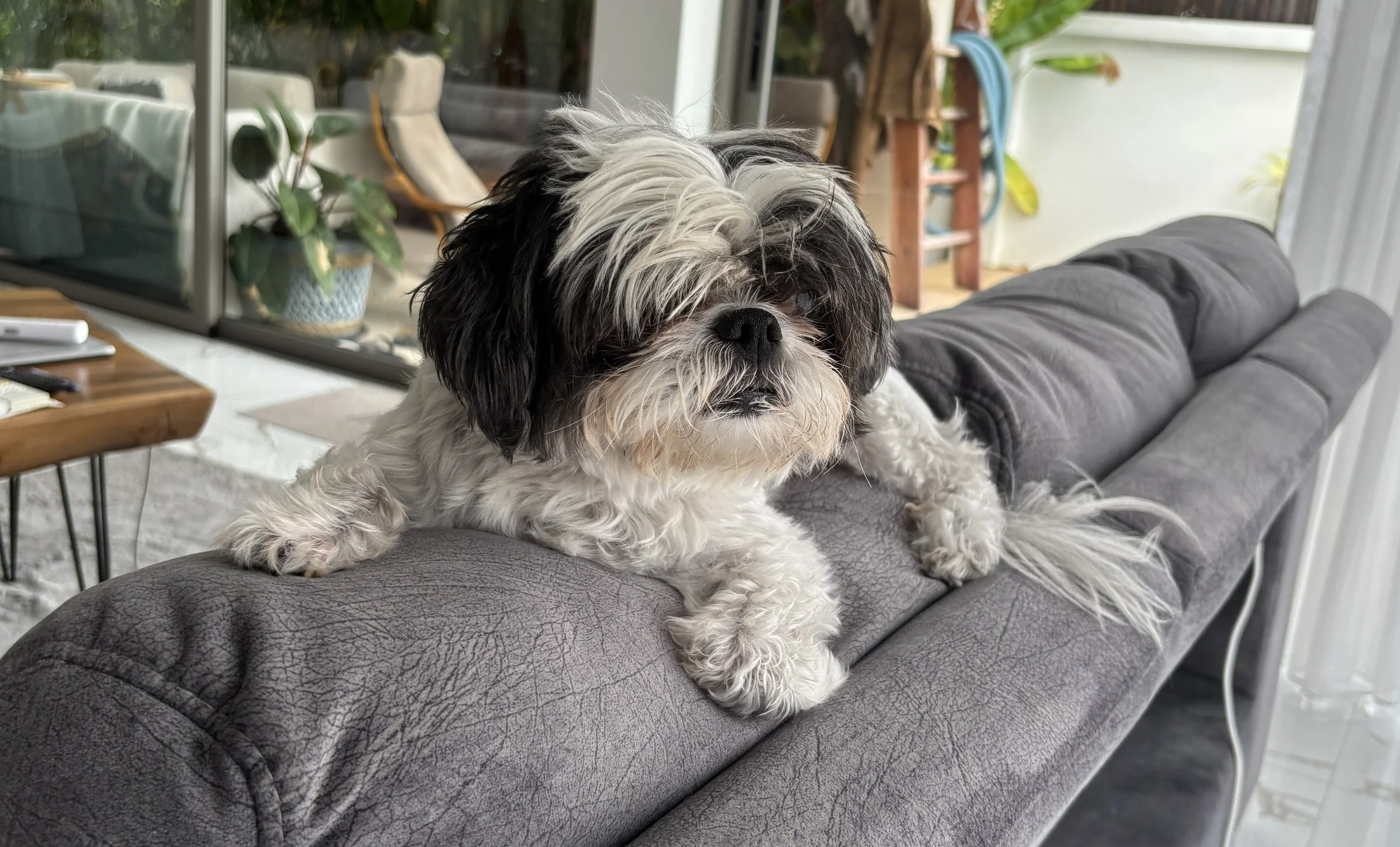 Are Your Pets Safe on Koh Samui?