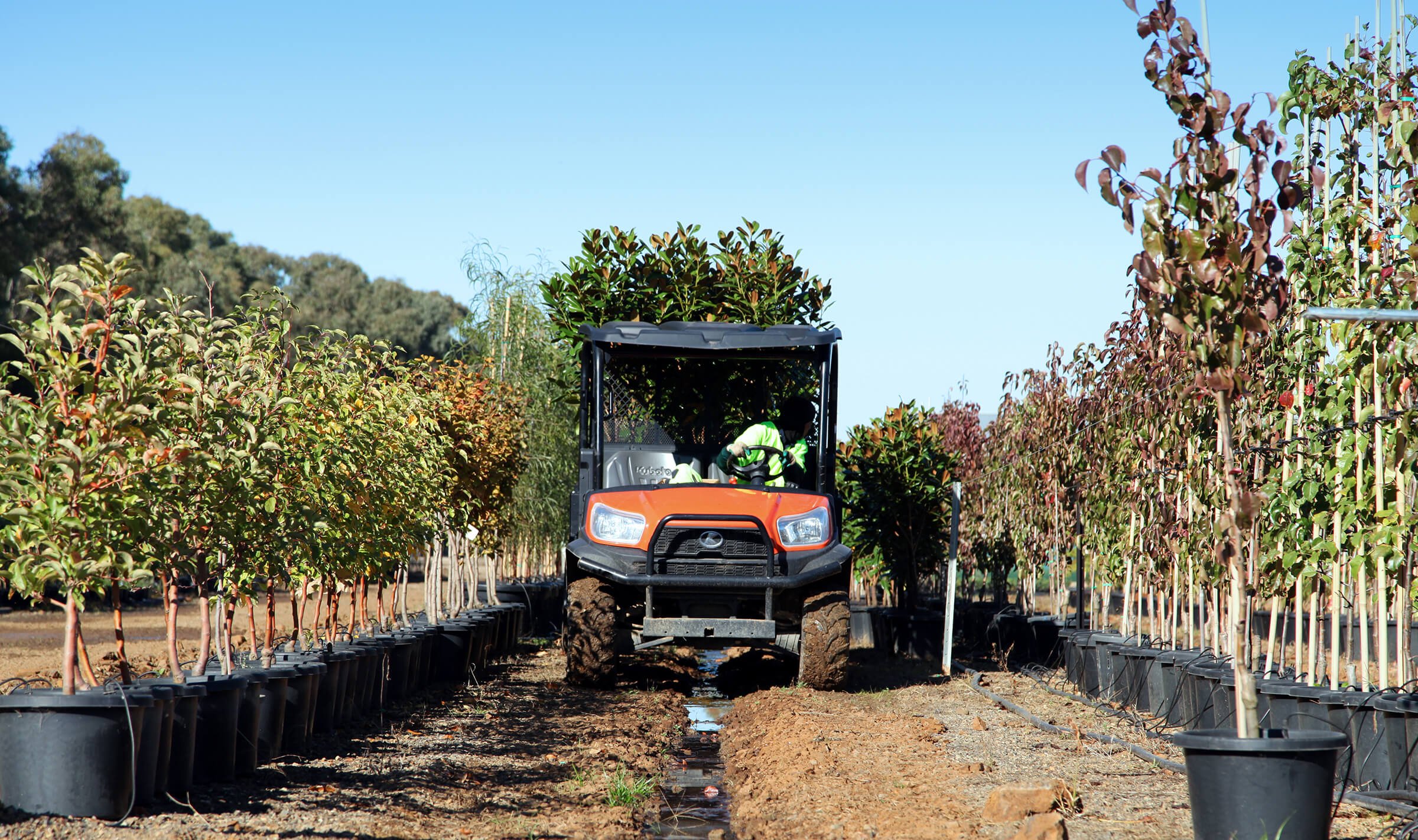 How to Plan Your Tree Supply for Commercial and Residential Development Sites.