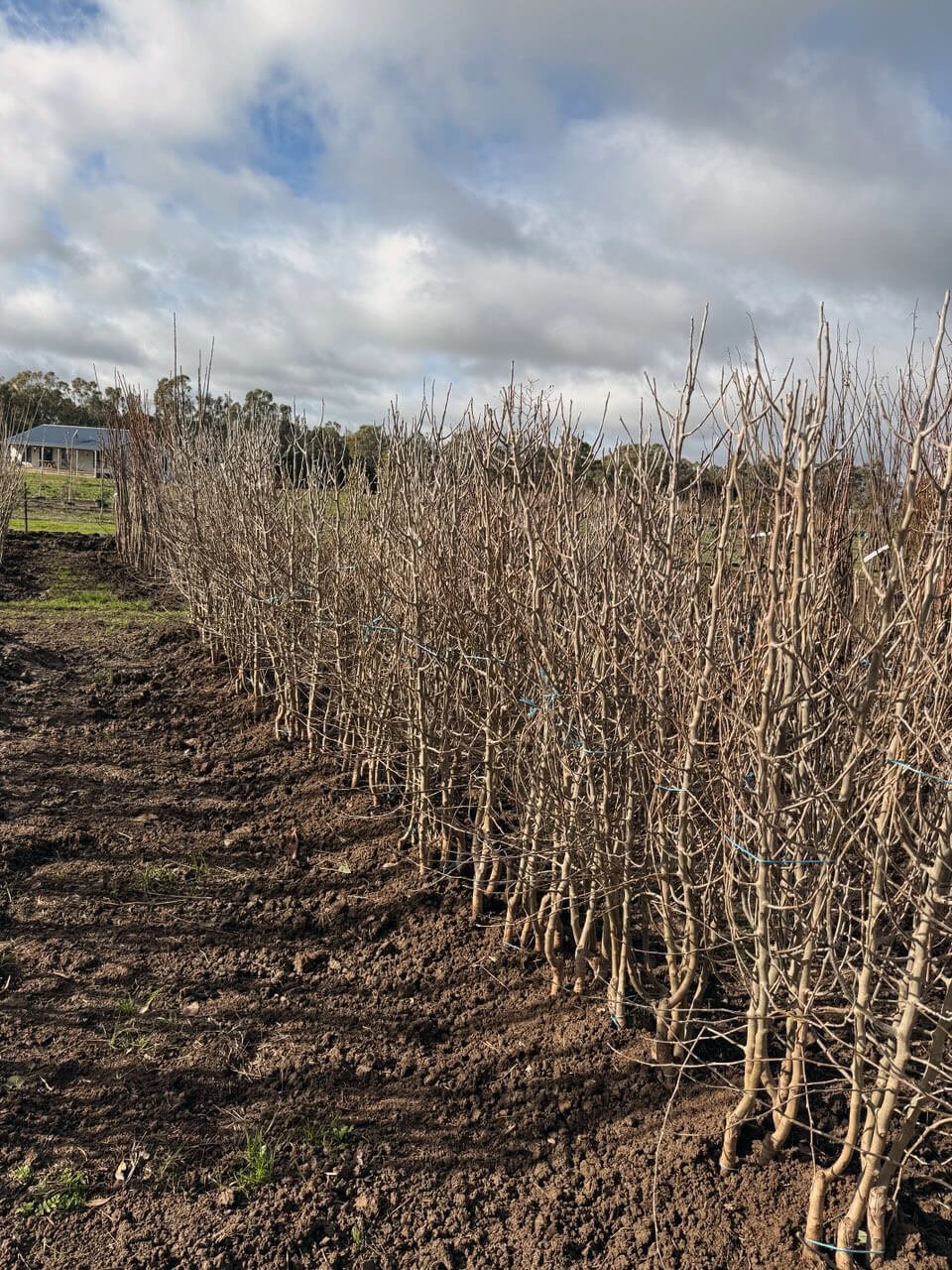 Top 5 Bare Root Trees for Commercial Projects This Winter